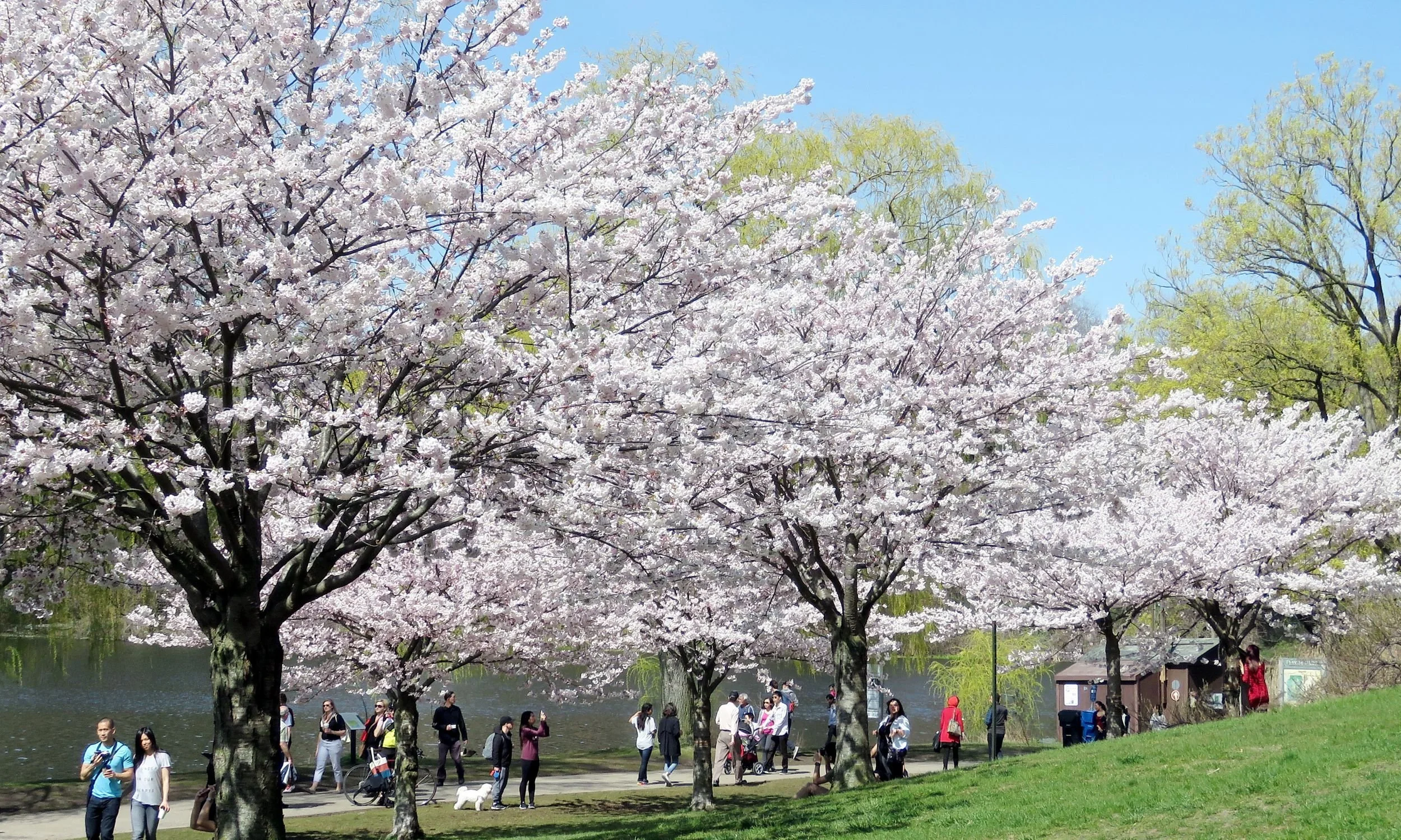 Cherry Blossom trees at High Park in Toronto.
