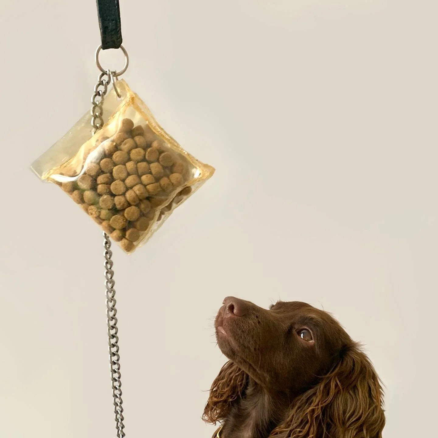 It took many carrots , but I managed to get Koda to sit for some photos!! ⁣&thinsp;
⁣&thinsp;
Foundation Product Design Outcome⁣&thinsp;
Portable Biodegradable Dog Food Packets &thinsp;⁣&thinsp;
⁣&thinsp;
&hellip;⁣&thinsp;
⁣&thinsp;
&lsquo;TEMPORARY&