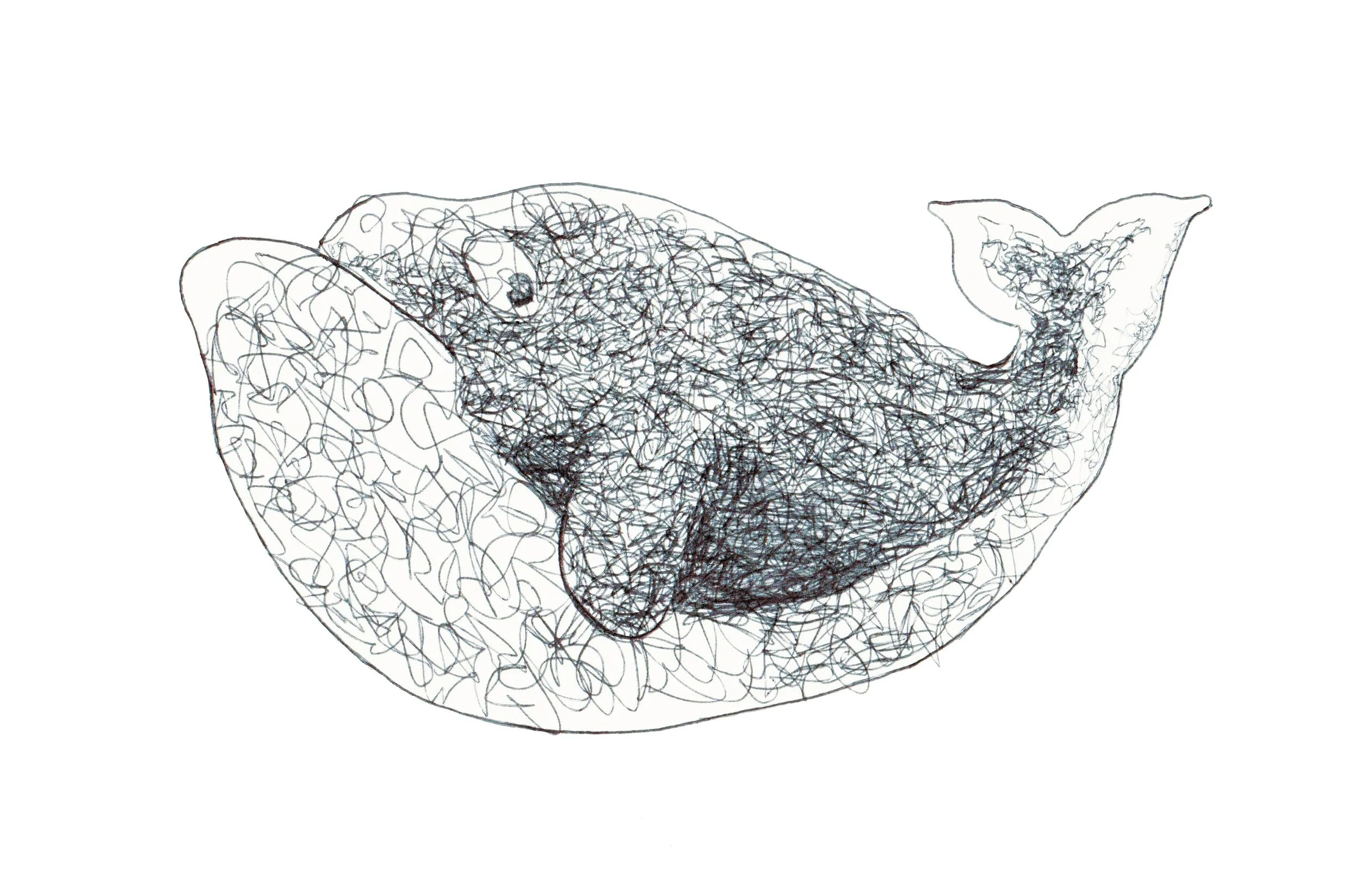 Whale.jpg