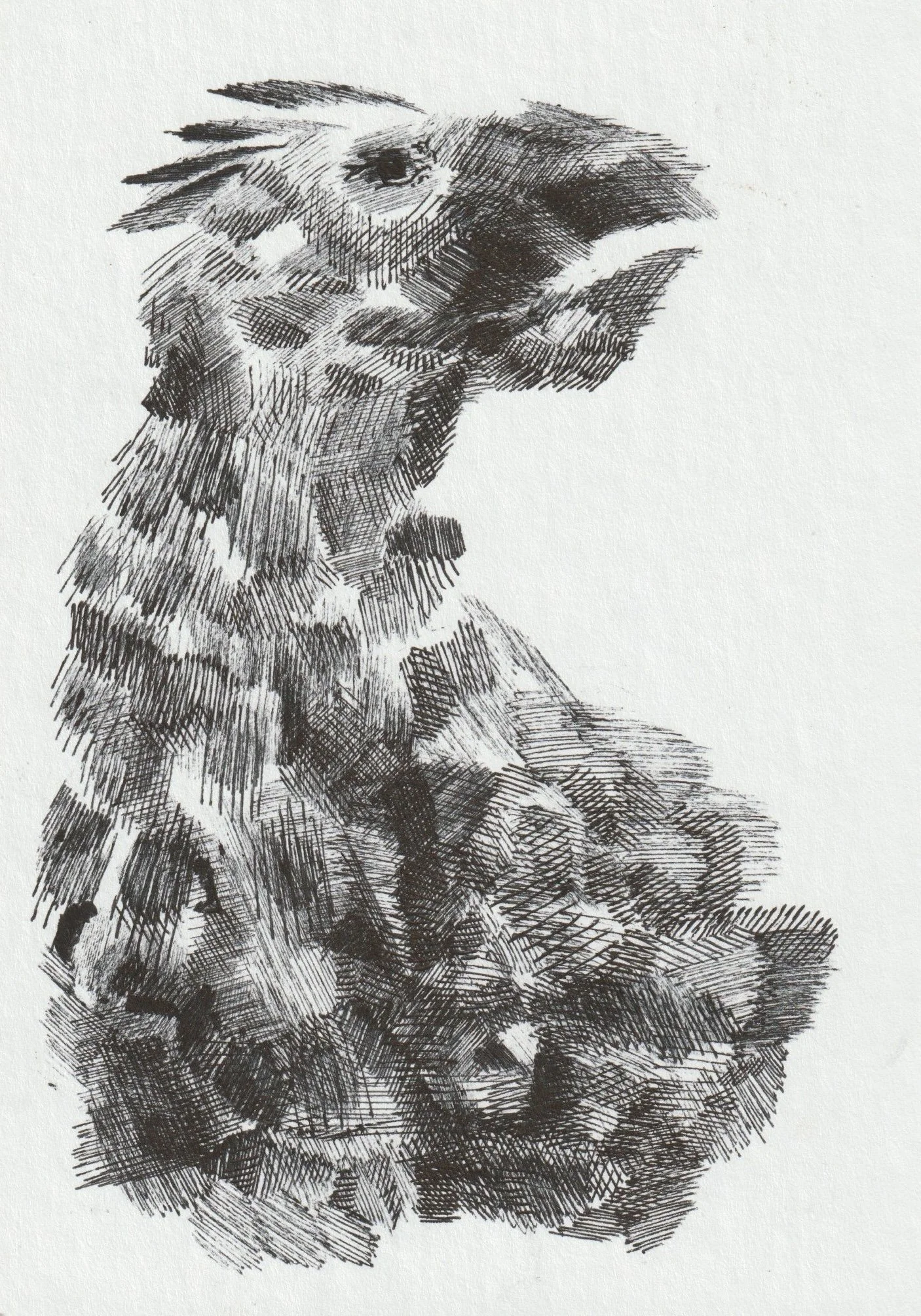 Distressed Bird.jpeg