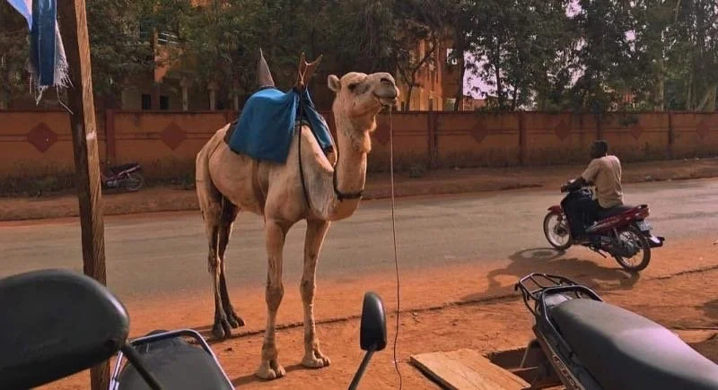Camel standing by the road, motorcycle passing by.