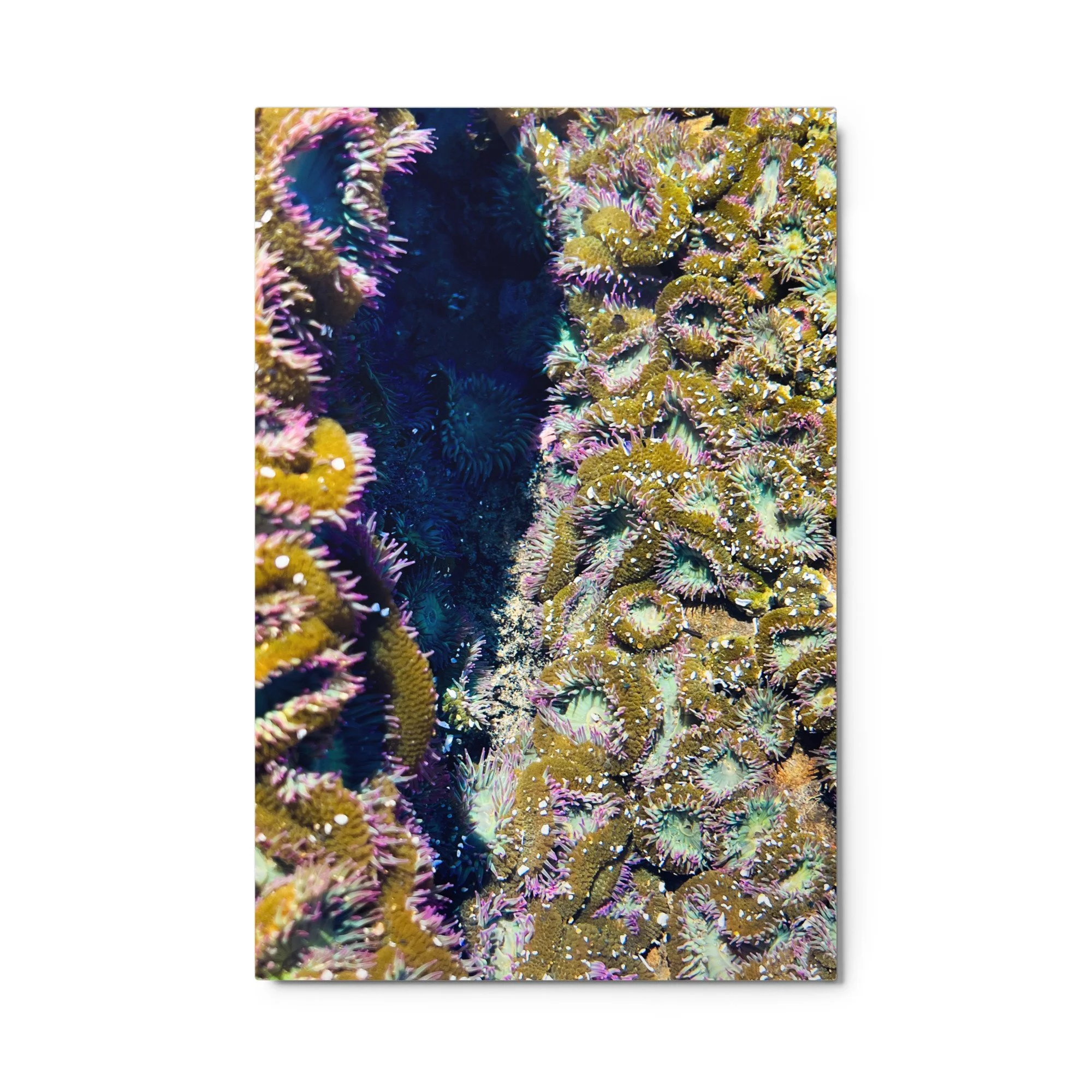 glossy-metal-print-(in)-white-24x36-front-67f872a54ffdb.jpg