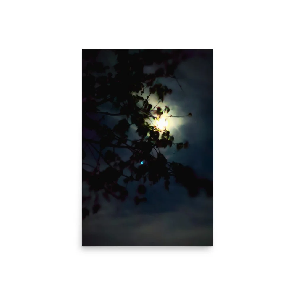 moonlit branches 2030matte.jpg