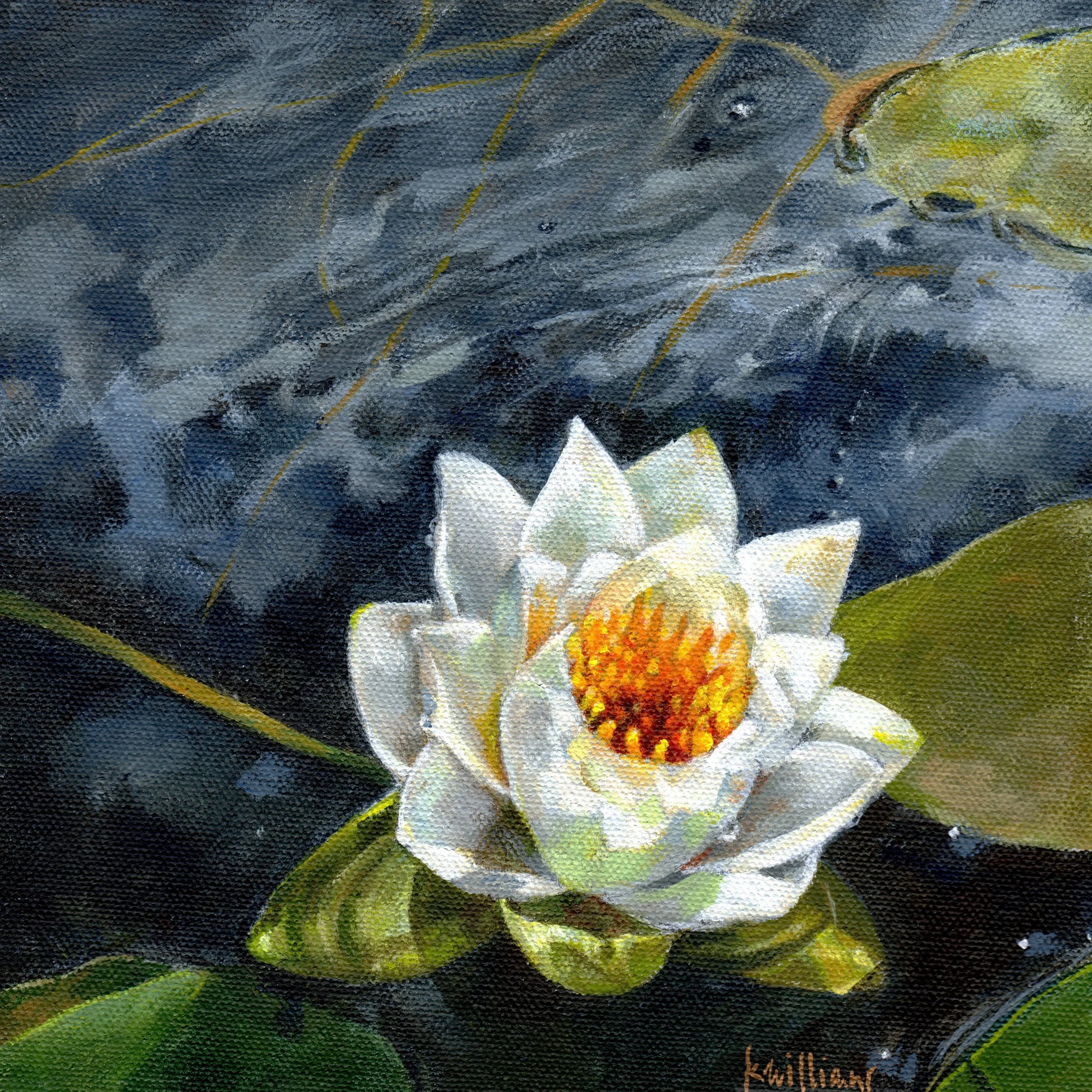 White Water Lily on Yellowcreek (Print)