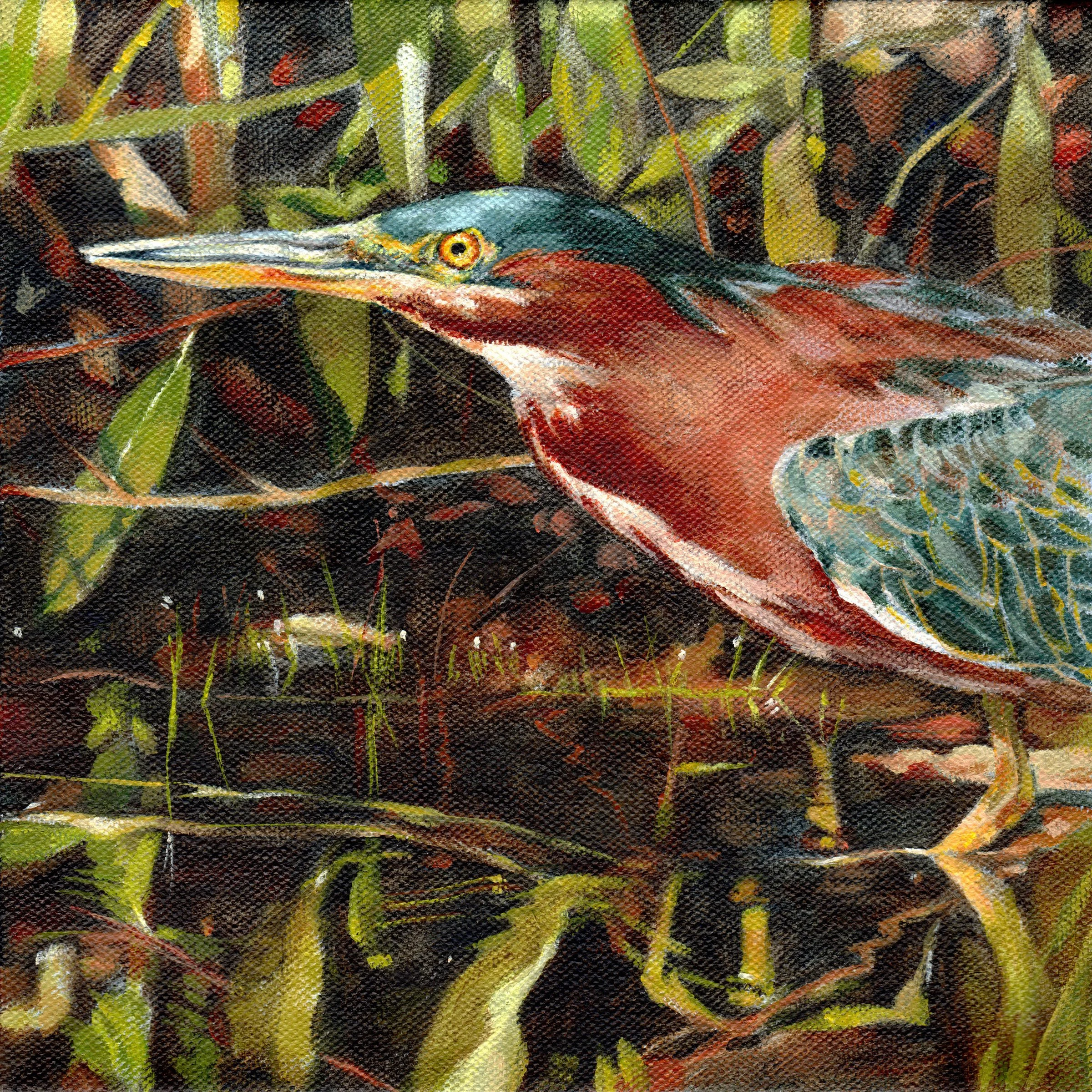 Prince Green Heron (Print)