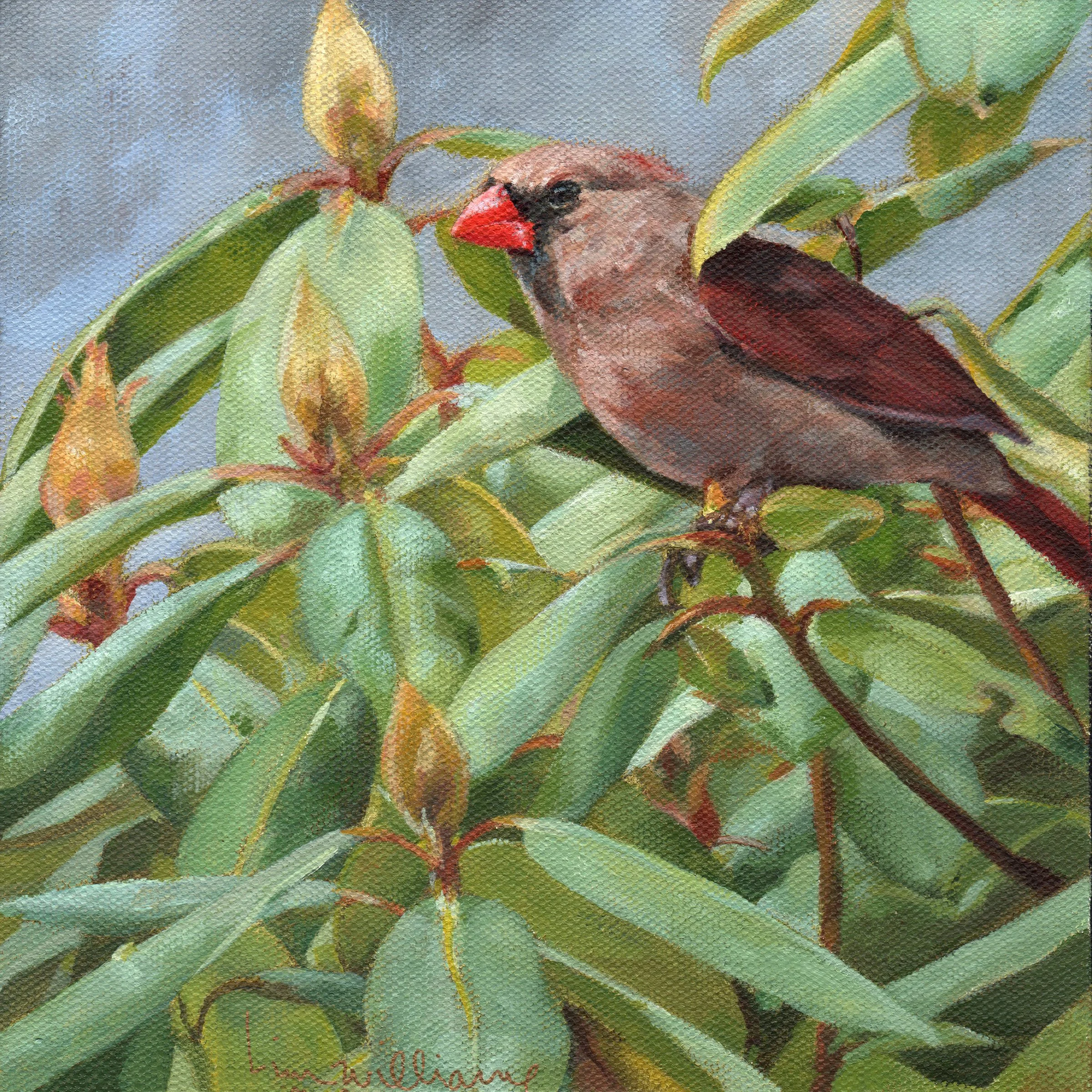 Cardinal at the Window (Print)