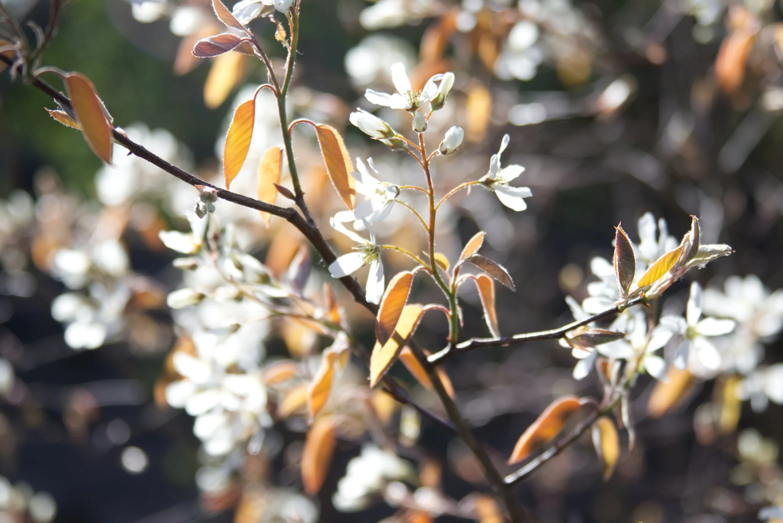 blossoming-branch-of-amelanchier-laevis-close-up-2026-03-17-06-57-32-utc.jpg