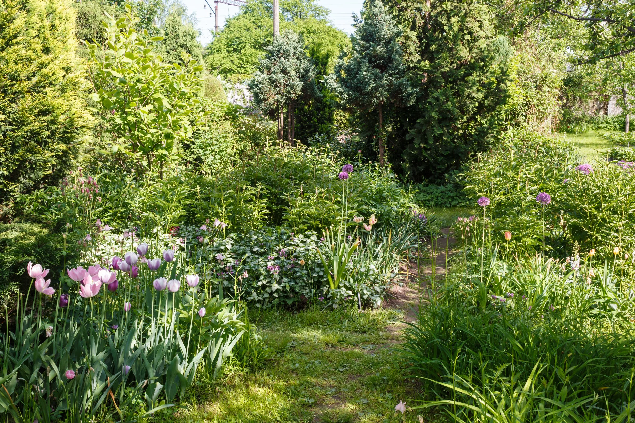 decorative-trees-shrubs-and-flowers-in-the-garden-2026-03-20-06-14-47-utc.JPG