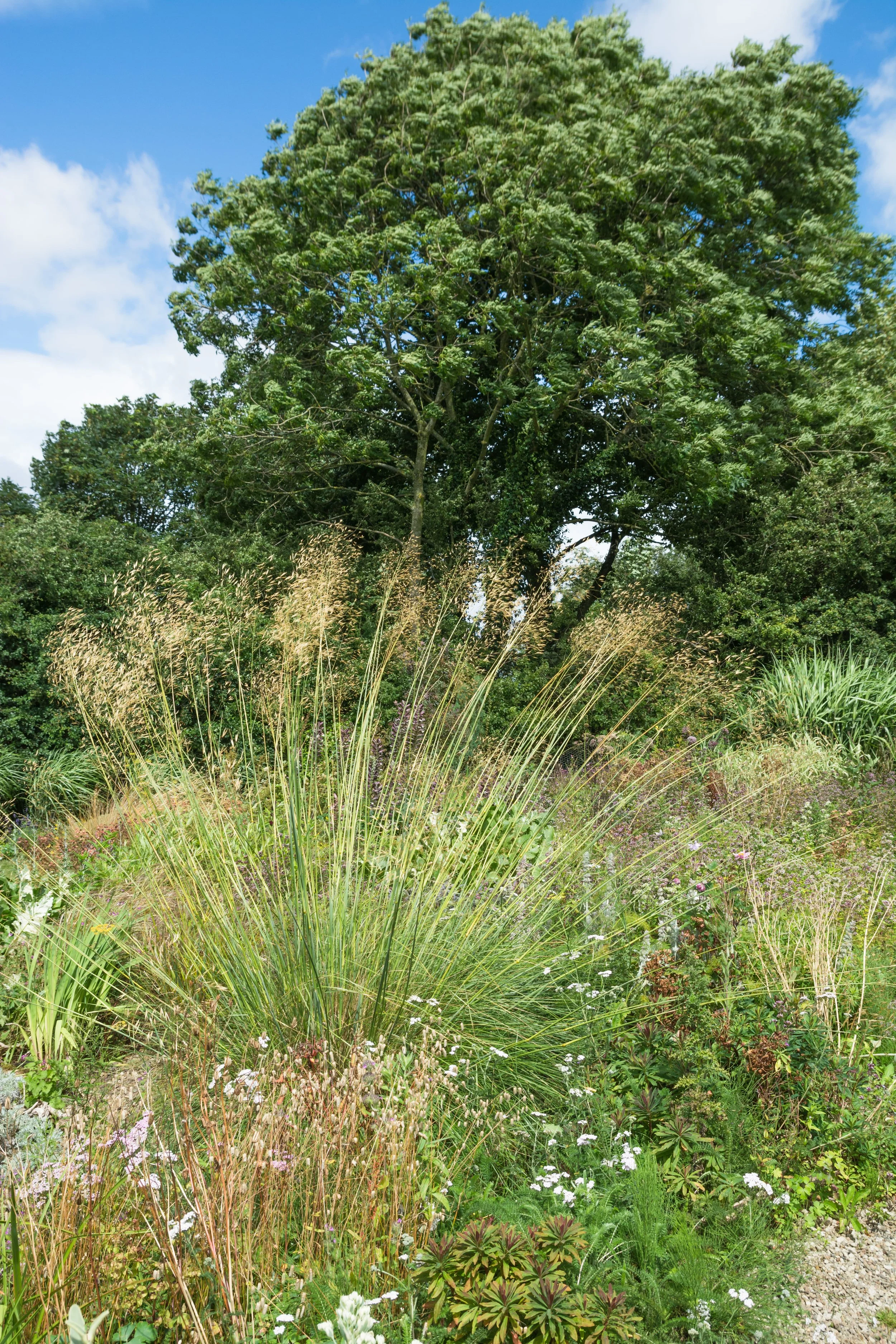 giant-oat-grass-in-a-garden-2026-01-09-13-10-48-utc.jpg