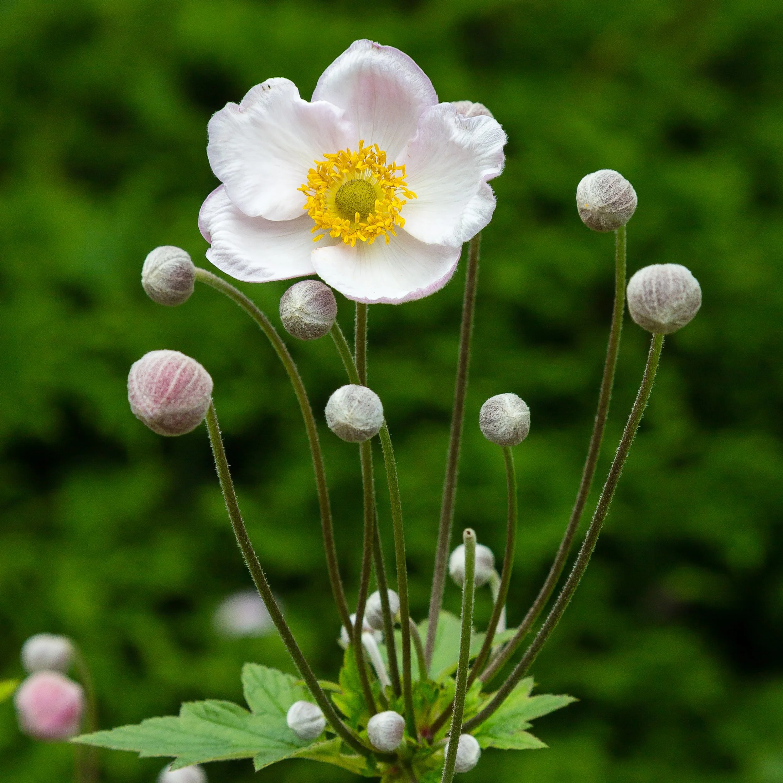 japanese-anemone-flowers-in-the-garden-flowering-2026-03-26-00-44-15-utc.jpg