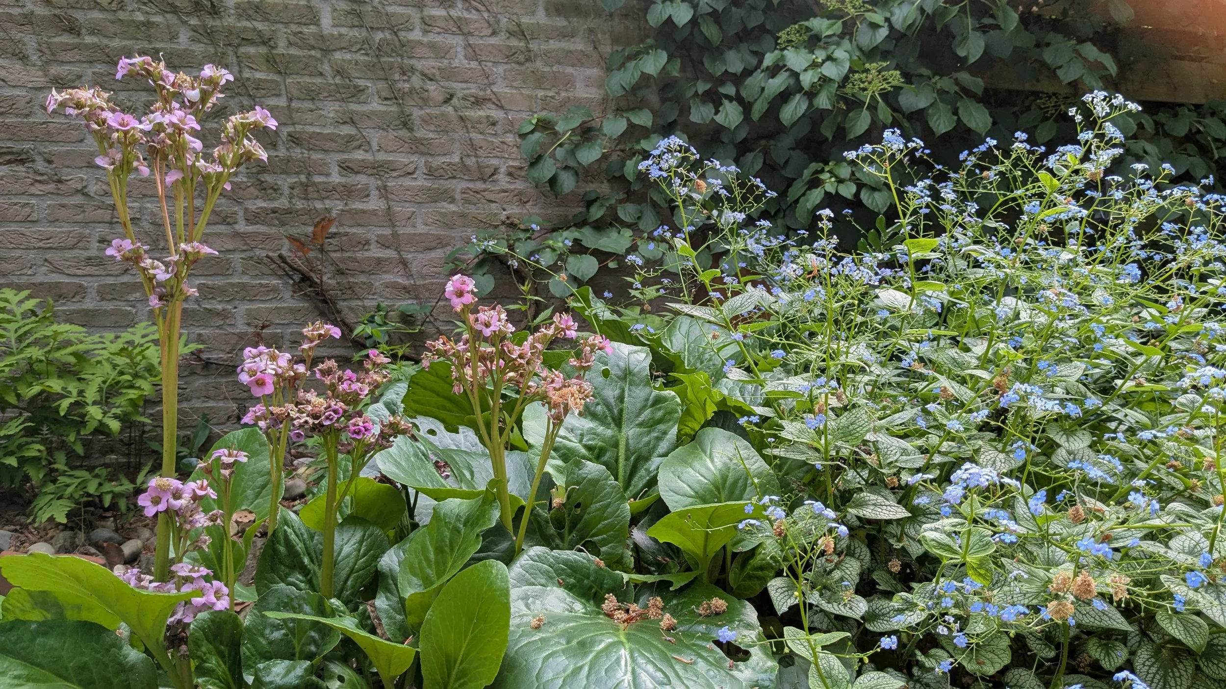 Achtertuin 2025_2026 (1).jpg
