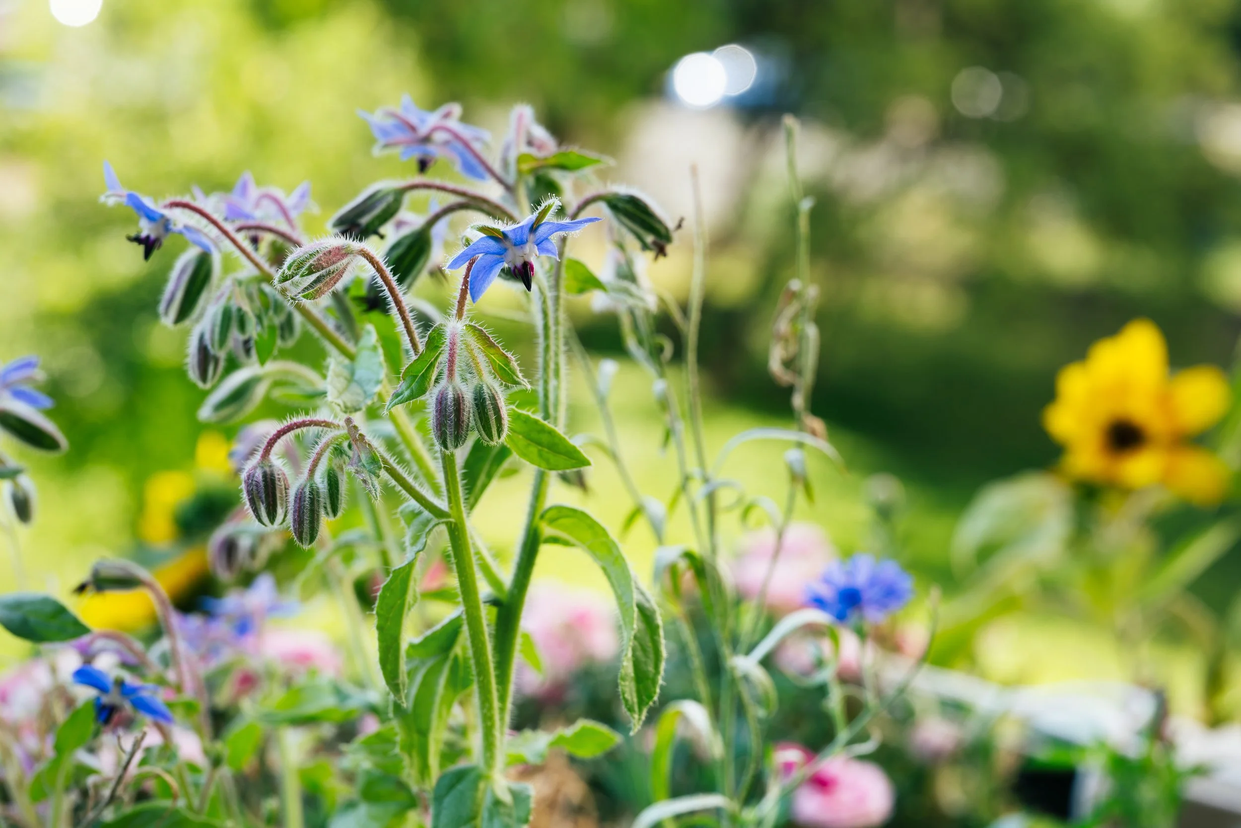 Bloeiende bernagie met helderblauwe stervormige bloemen in een zonnige border met roze bloemen en een gele zonnebloem op de achtergrond