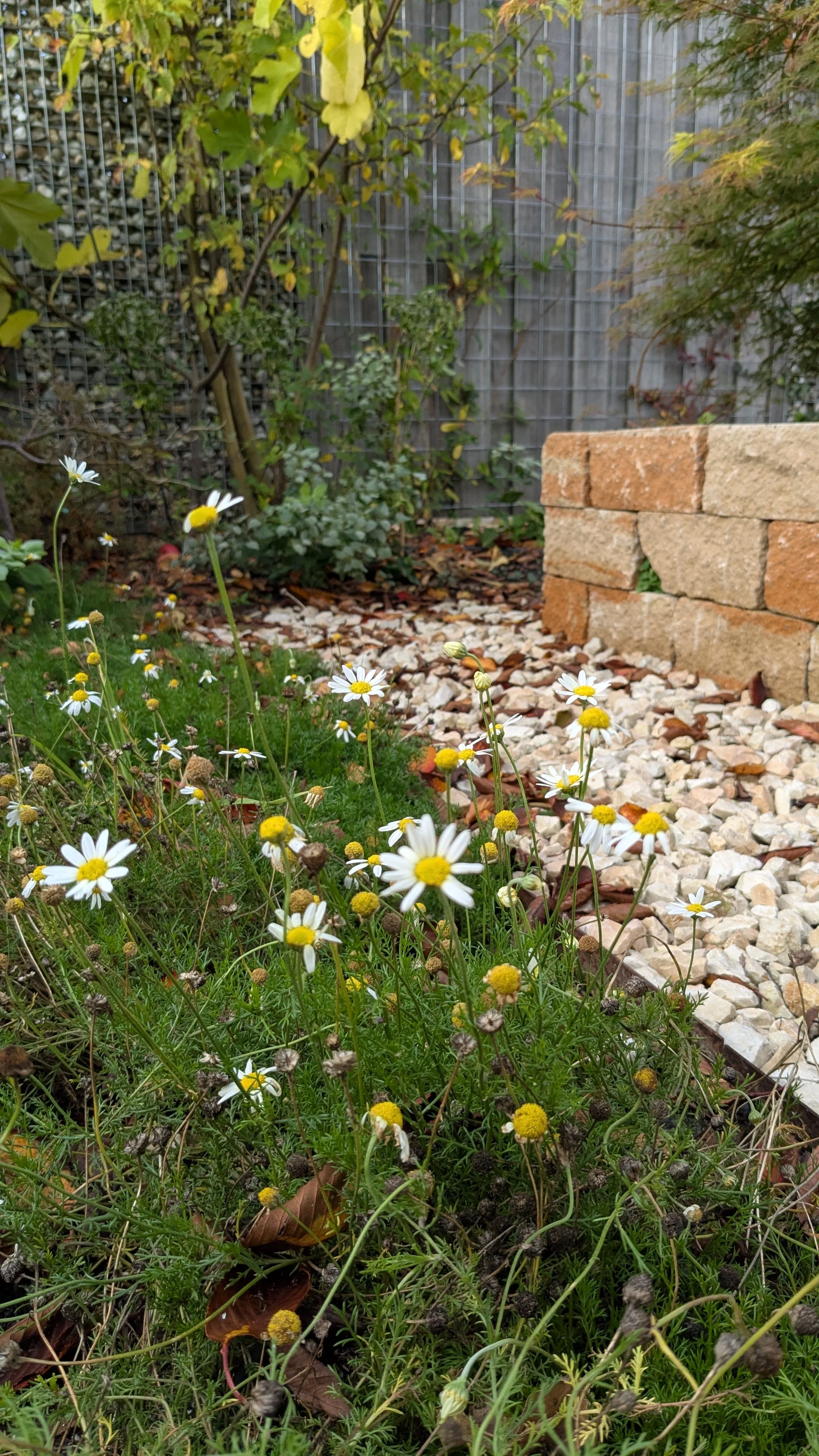 Review tuinontwerp Mediterrane tuin