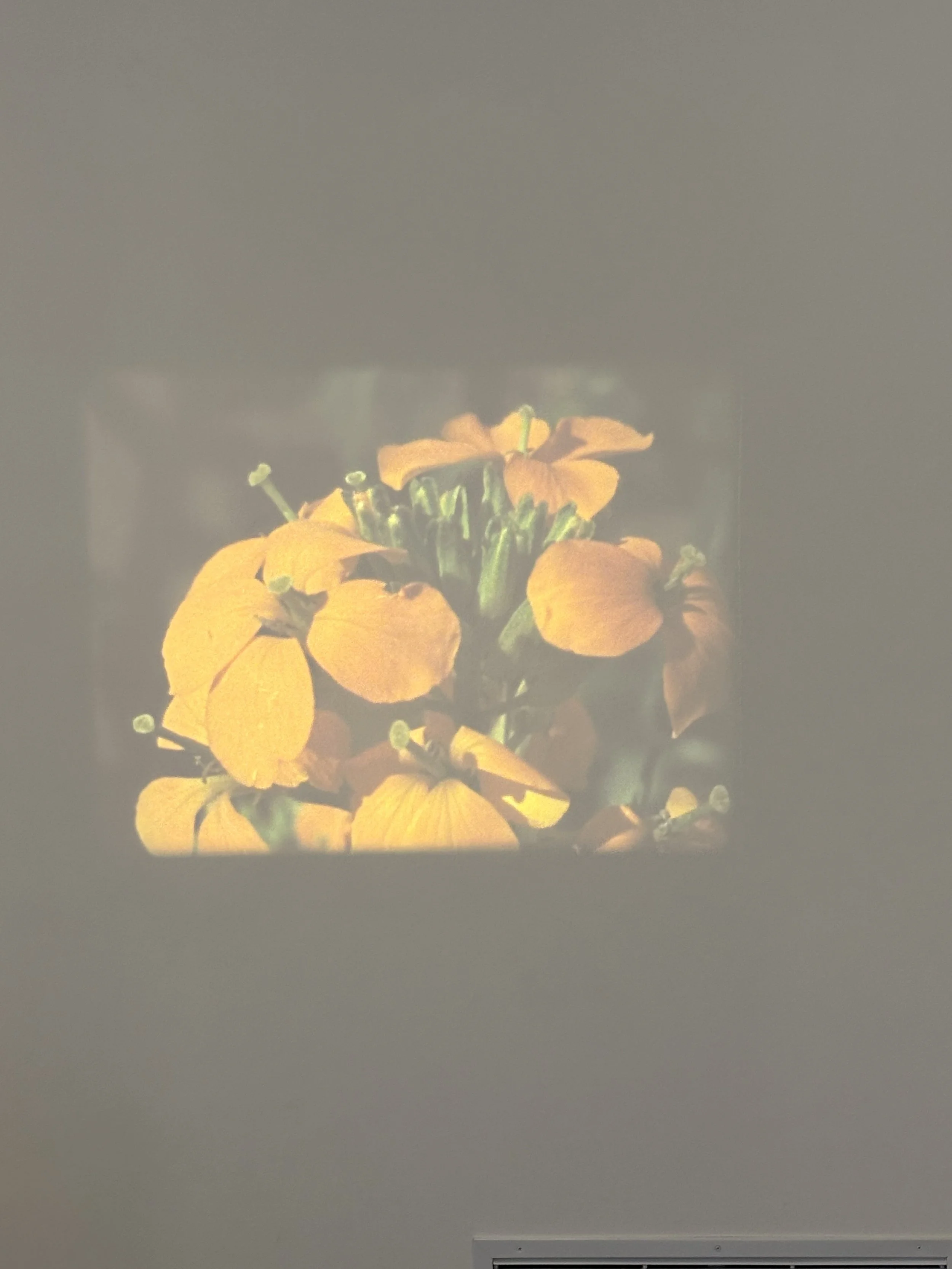 IMG_4054.jpeg