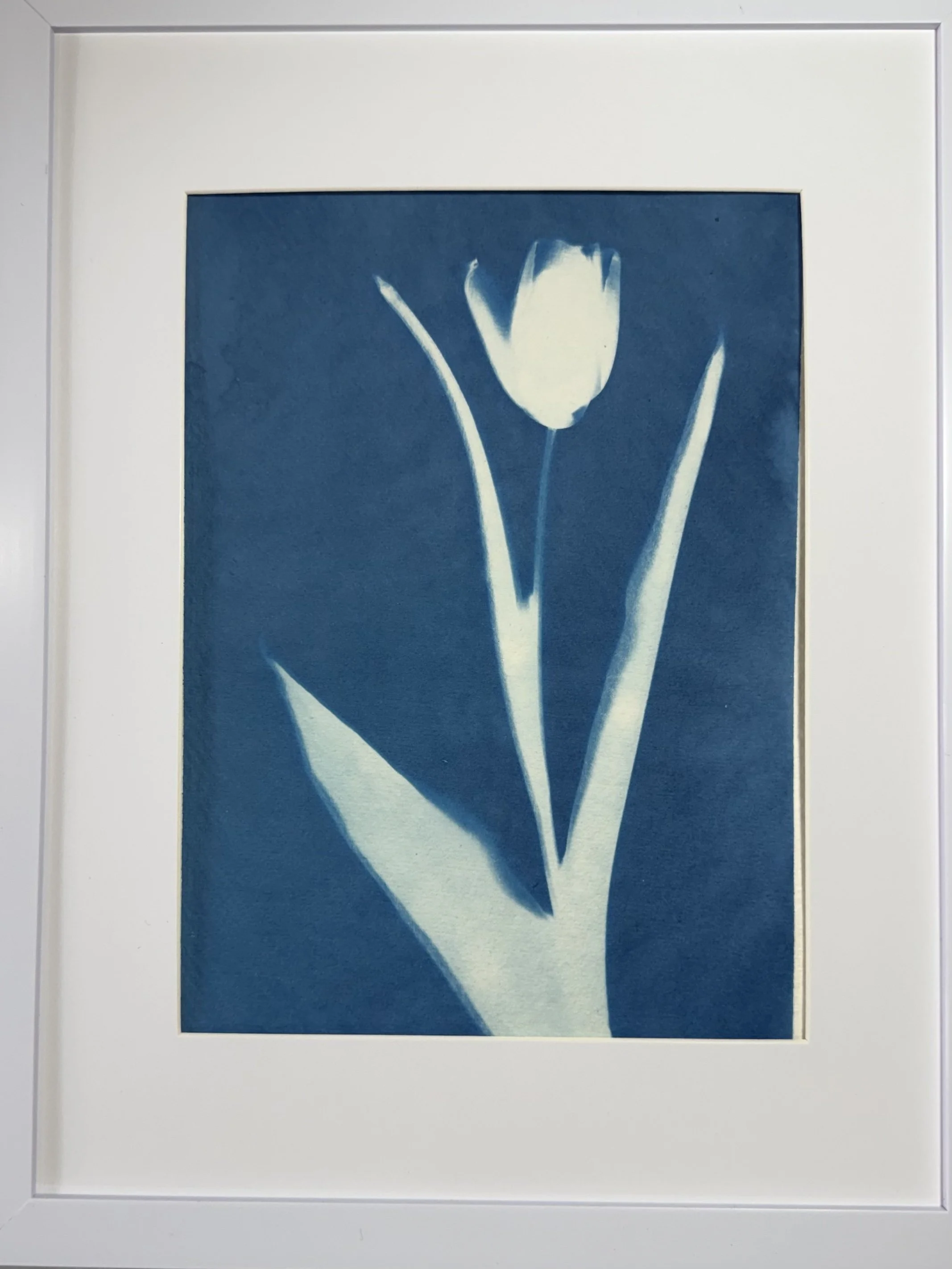 Tulip cyanotype by Lindy Soffer