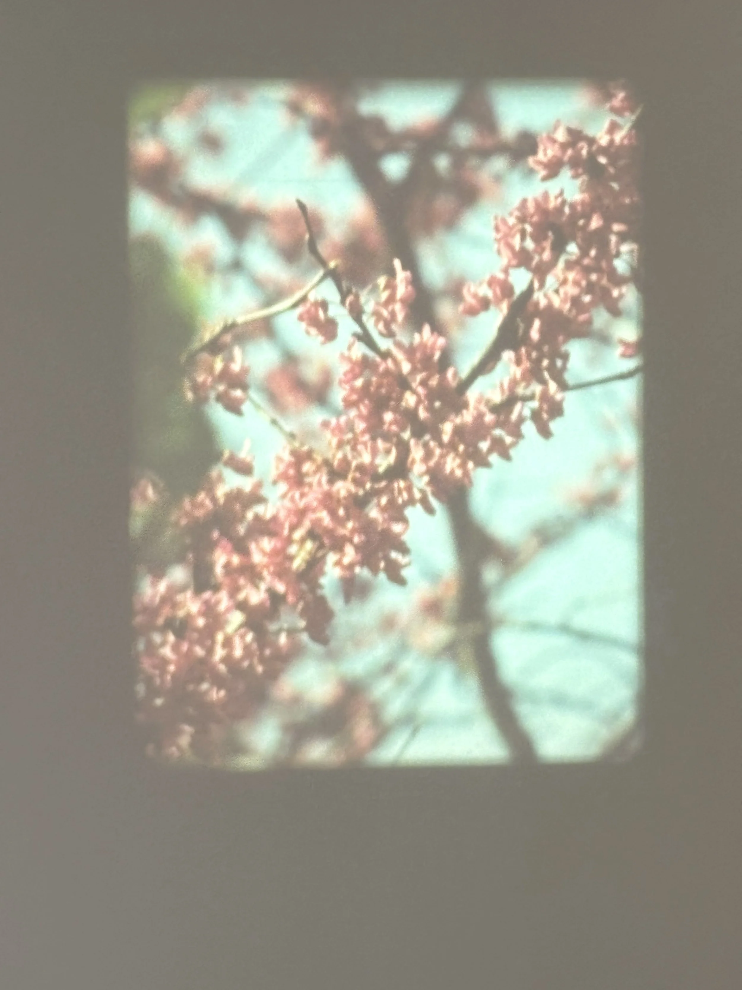 IMG_4061.jpeg