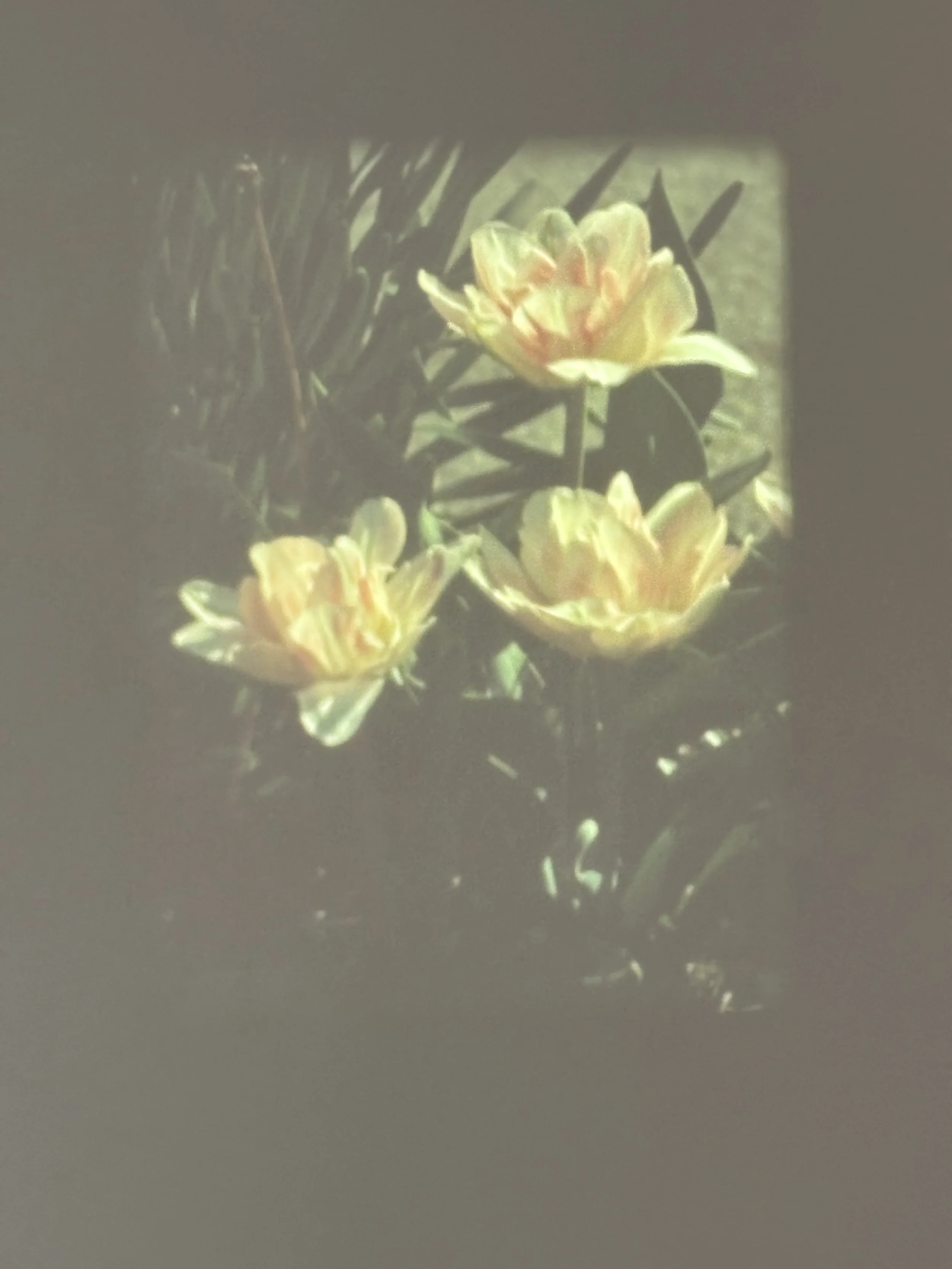 IMG_4058.jpeg