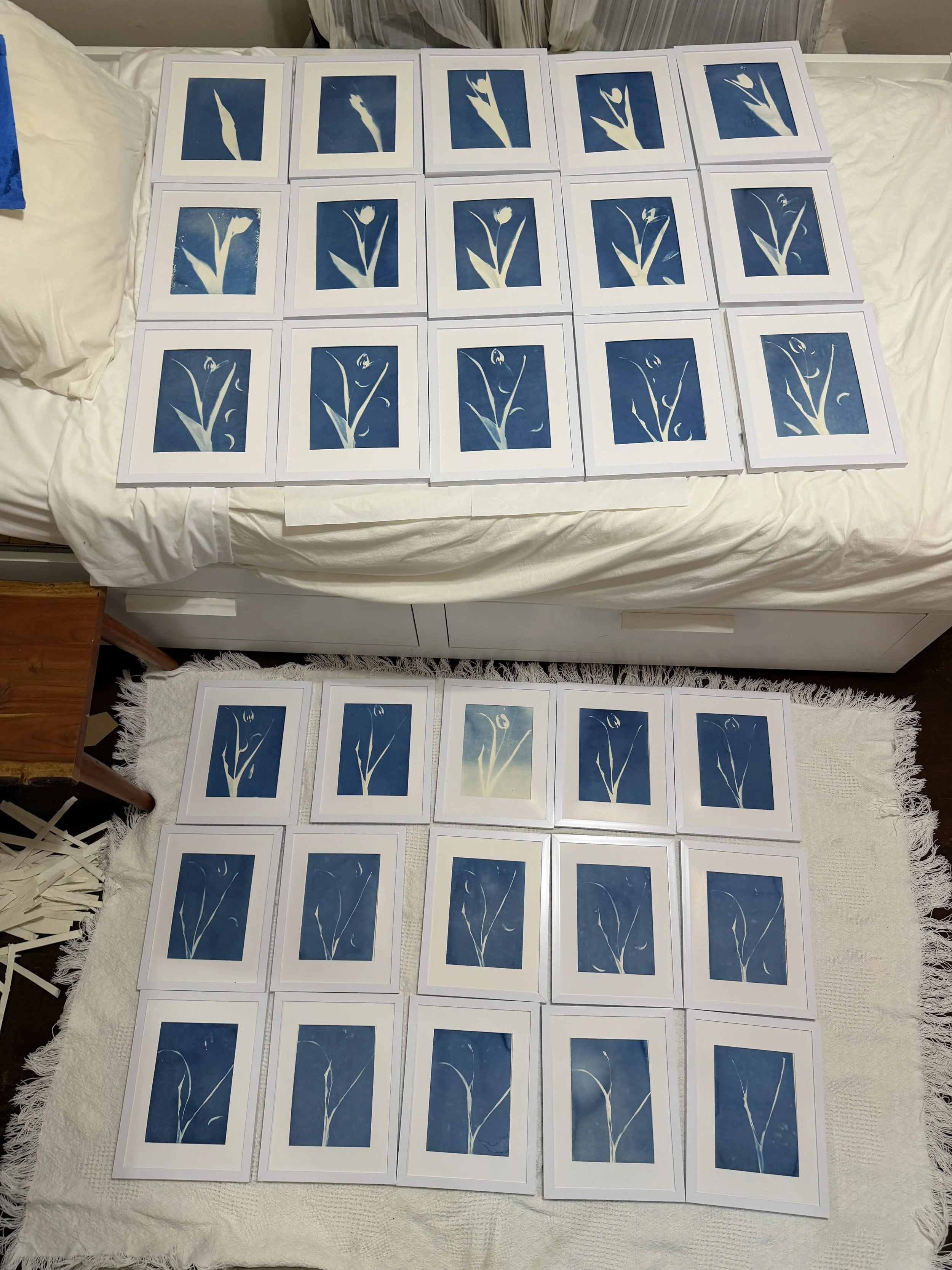 Sequential cyanotype prints (Days 1–30) by Lindy Soffer