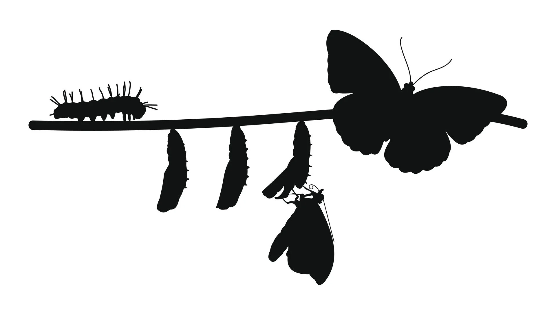 butterfly-metamorphosis-silhouette.jpg