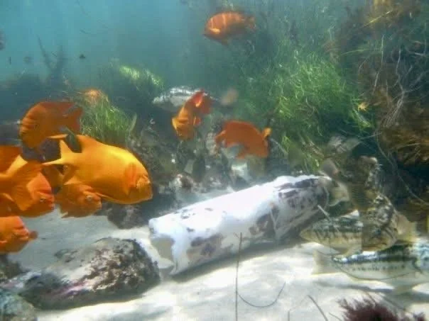 Undewater photo of Garibaldi and sea life at La Jolla Cove Eco Reserve in San Diego during a snorkel tour