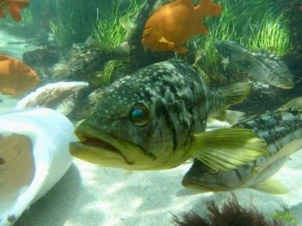 Marine life including sea bass and garibaldi during a san diego scuba tour in La Jolla