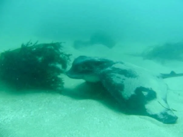 Best Time of Year to Snorkel in San Diego