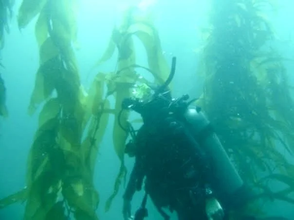 Complete Guide to Scuba Diving in La Jolla