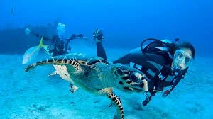 Newly certified PADI Open Water diver exploring ther ocean in San Diego.