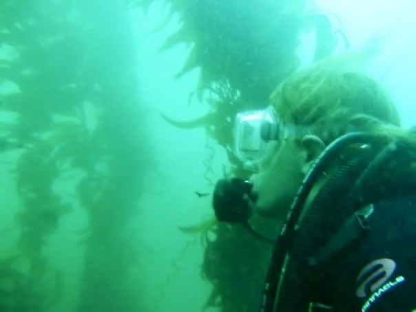 Underwater photo of a diver exploring the kelp forests in San Diego at La Jolla cove