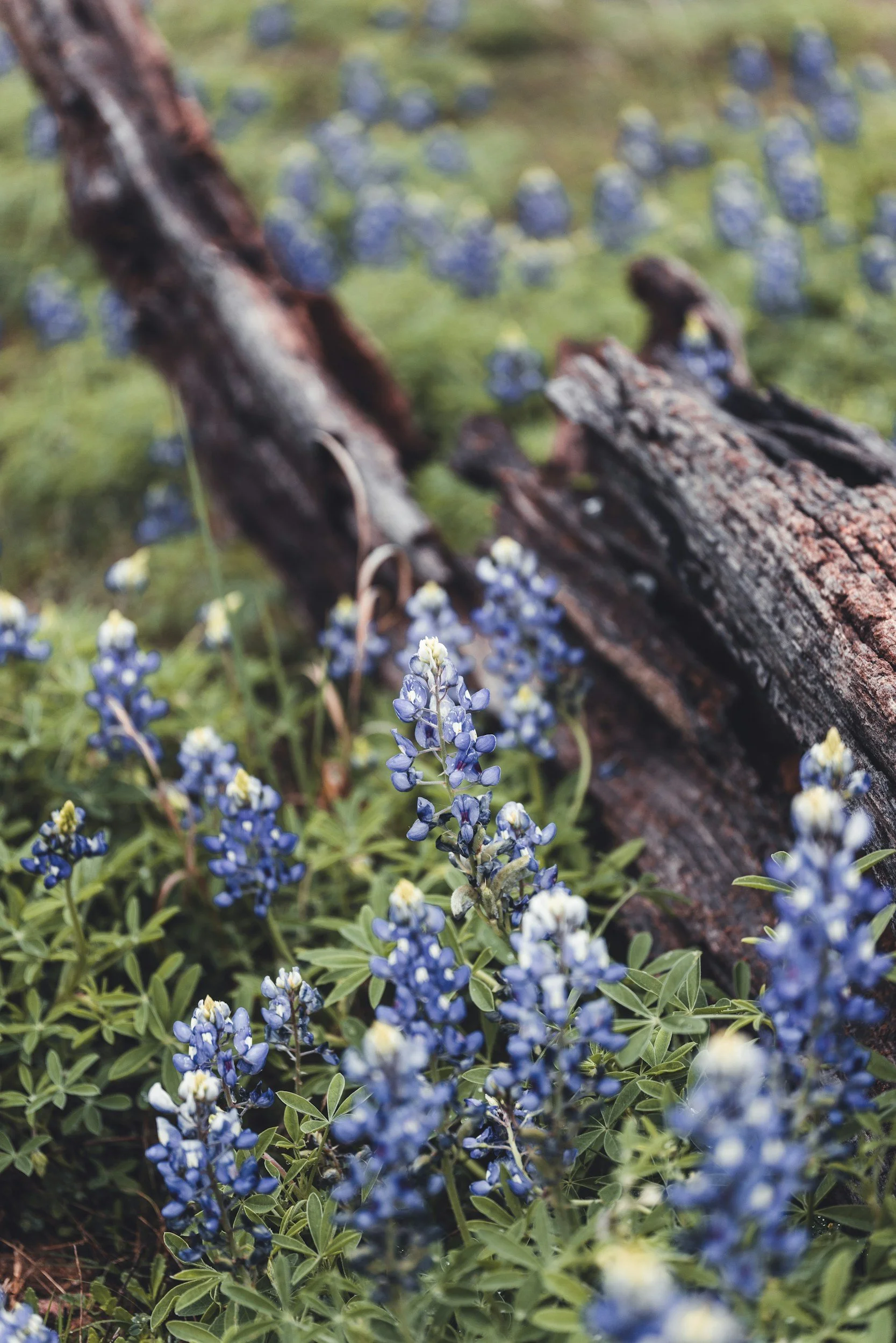 Bluebonnets with a broken tree branch
