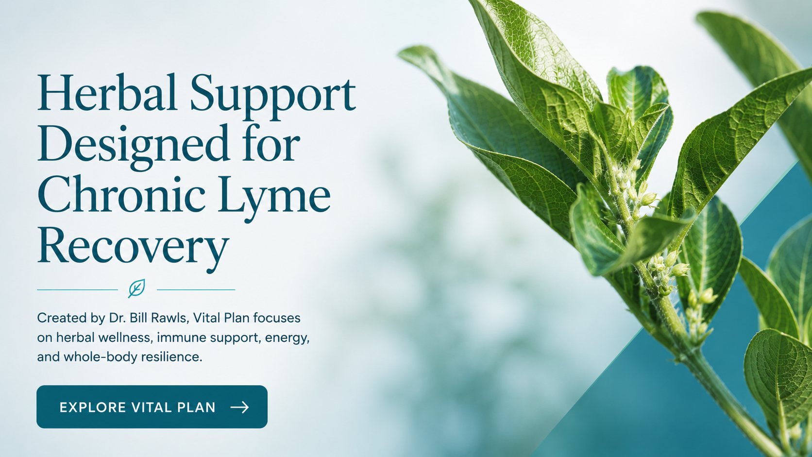 Vital Plan herbal wellness program for chronic Lyme recovery, featuring botanical imagery and support for immune health, energy, and resilience.