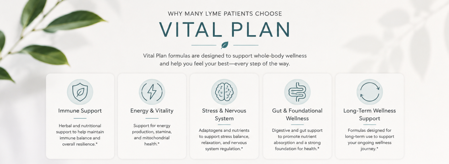 Infographic showing the key wellness areas supported by Vital Plan formulas, including immune support, energy and vitality, stress and nervous system balance, gut health, and long-term wellness.