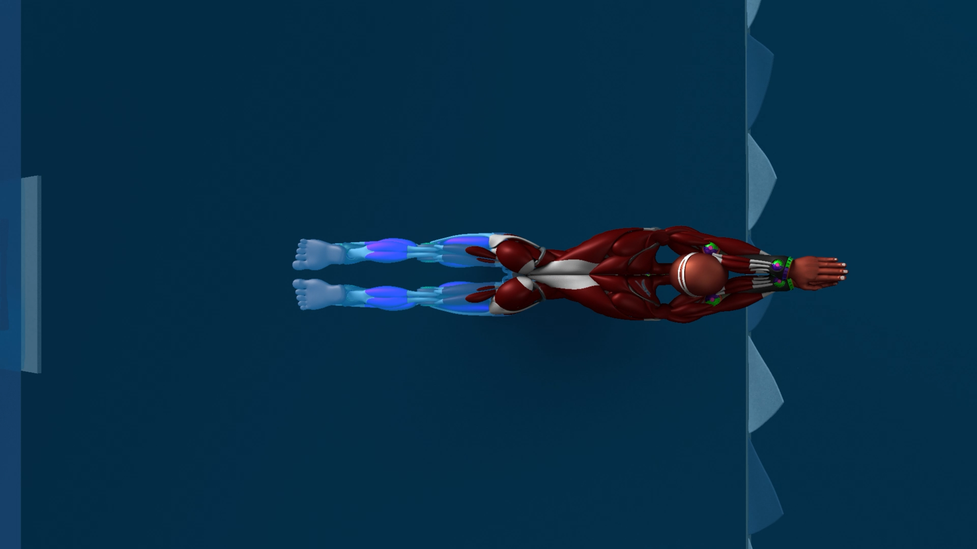 Start-Backstroke-Muscles-Bottom-Motion.png