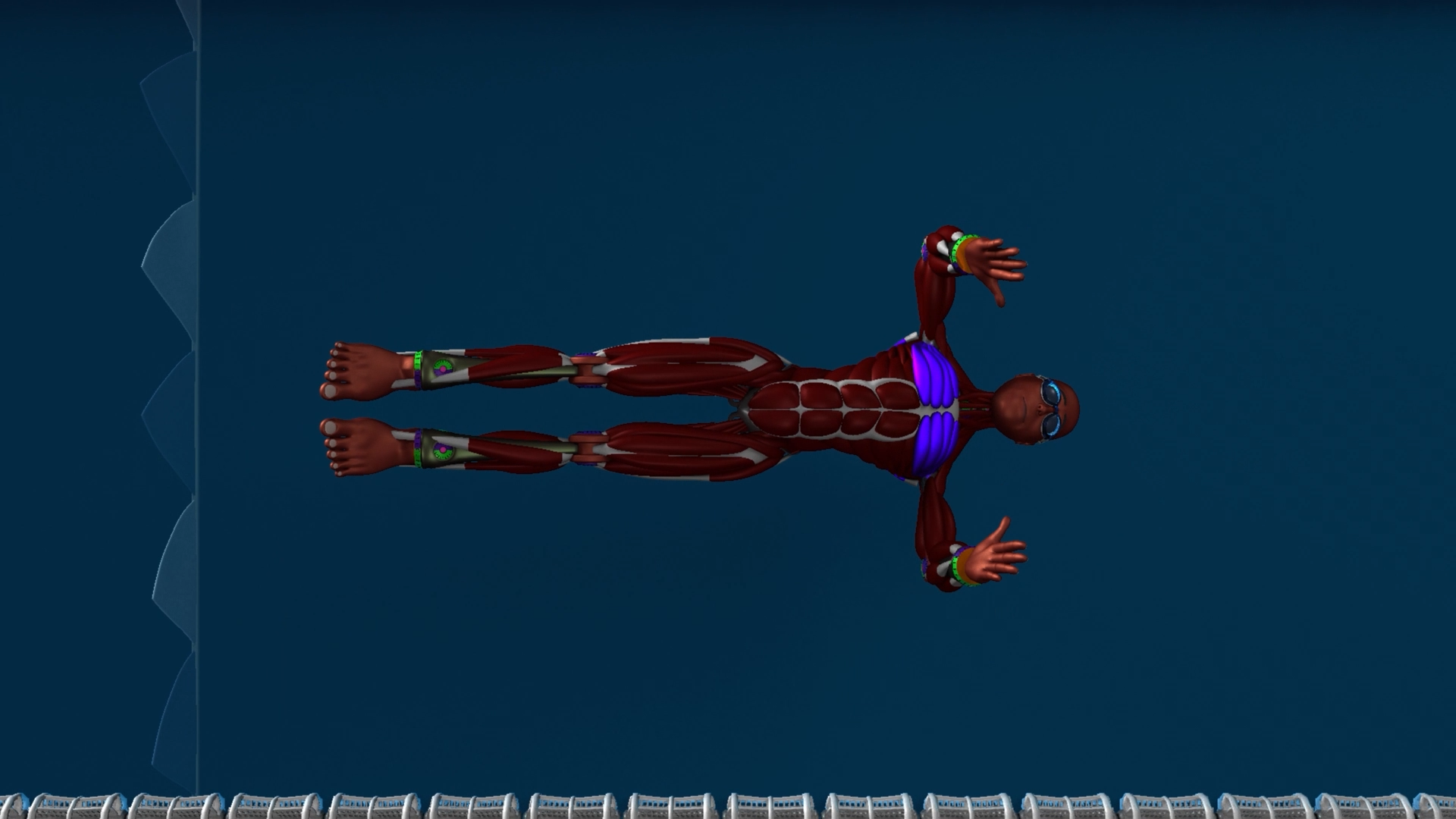 Start-BreaststrokePullout-Muscles-Bottom-Motion.png