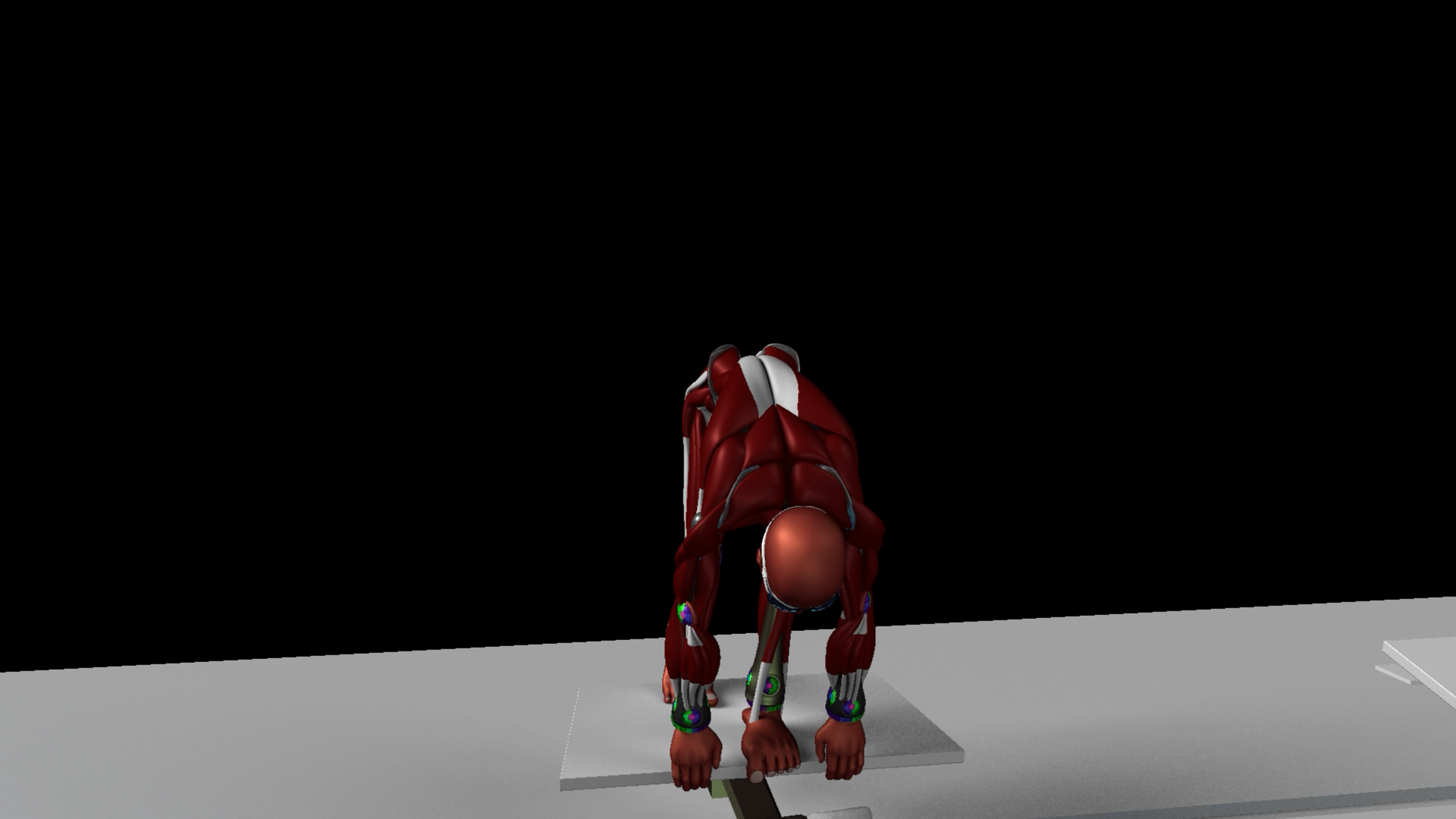 Start-Track-Muscles-Back-Motion.png