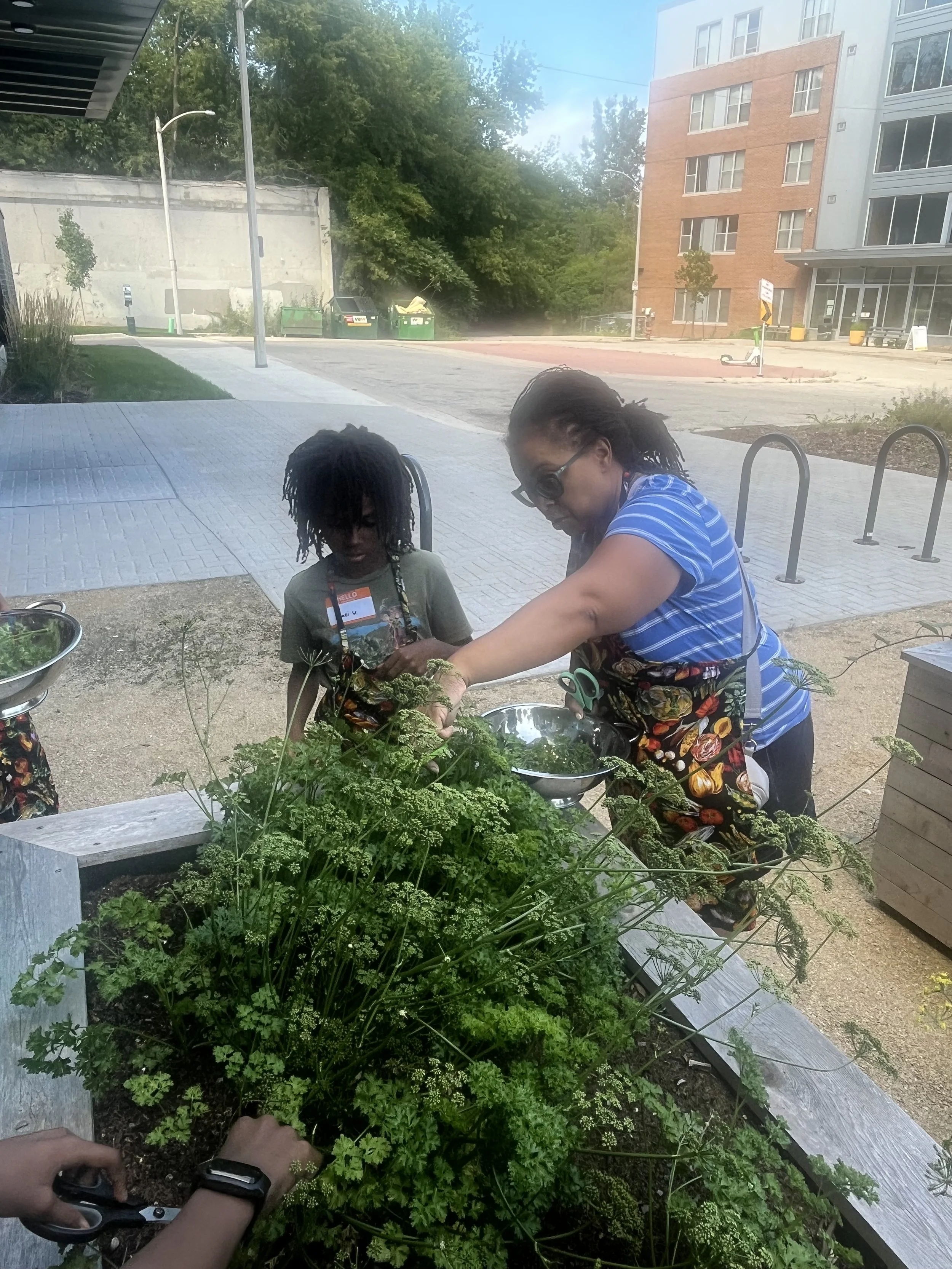 Two women are planting or tending to a garden bed with green herbs outside near a sidewalk, with a modern multi-story building and trees in the background.