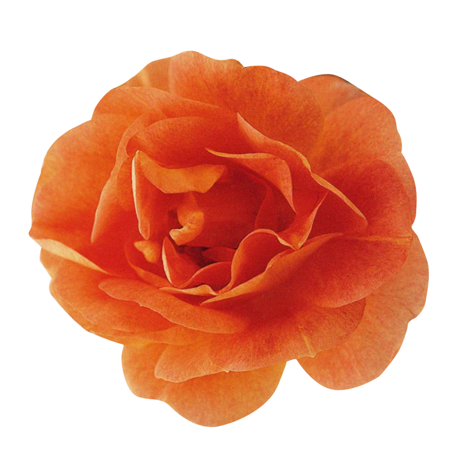 Orange flower in bloom