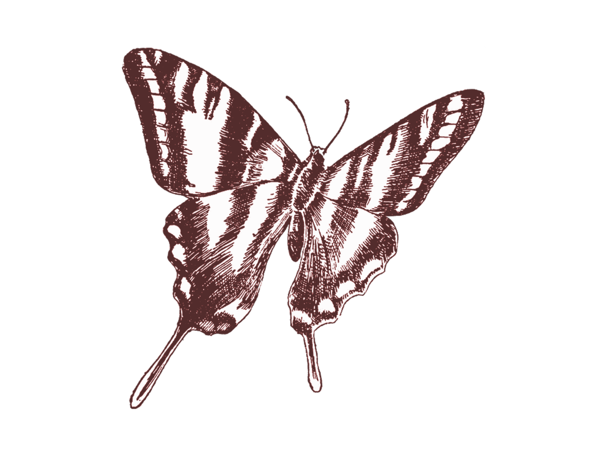 Illustrated white and brown butterfly