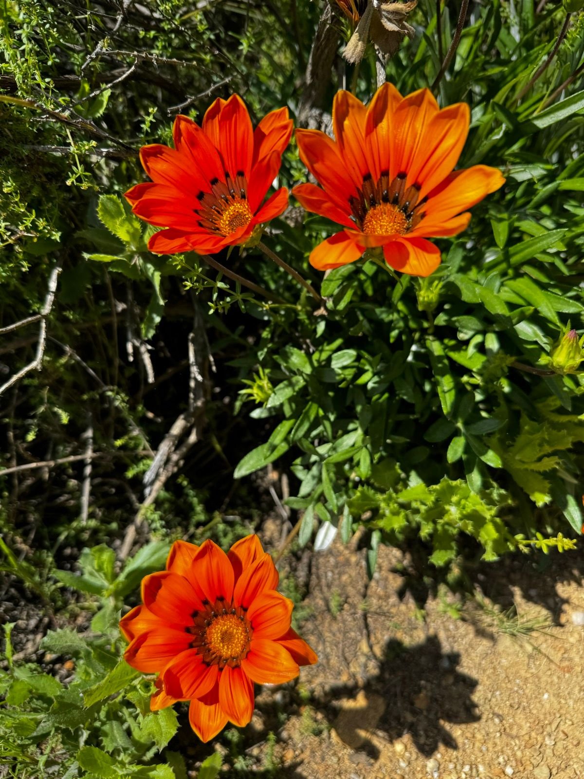 Santa Monica Mountain Flowers