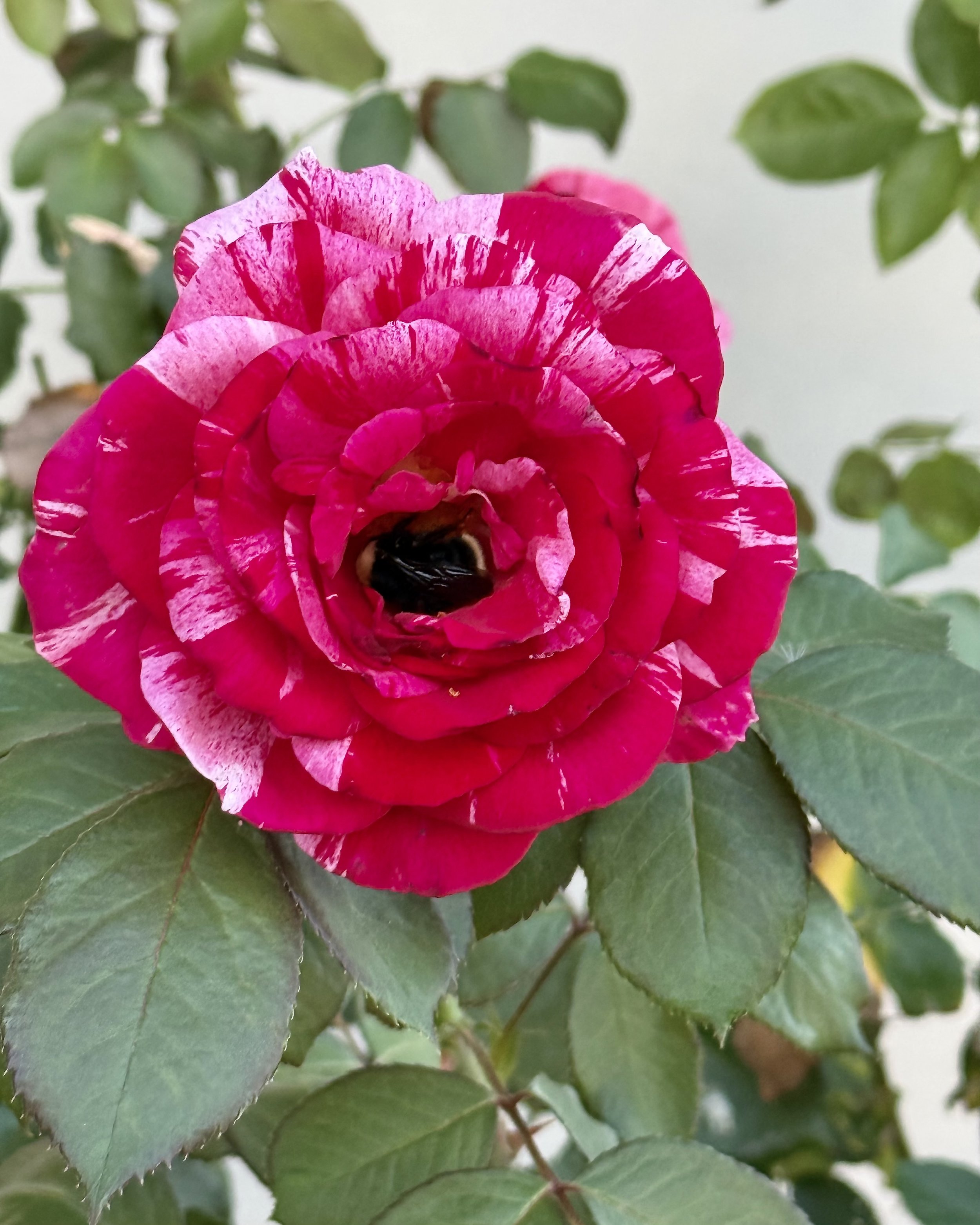Queen Bee Resting in Rose