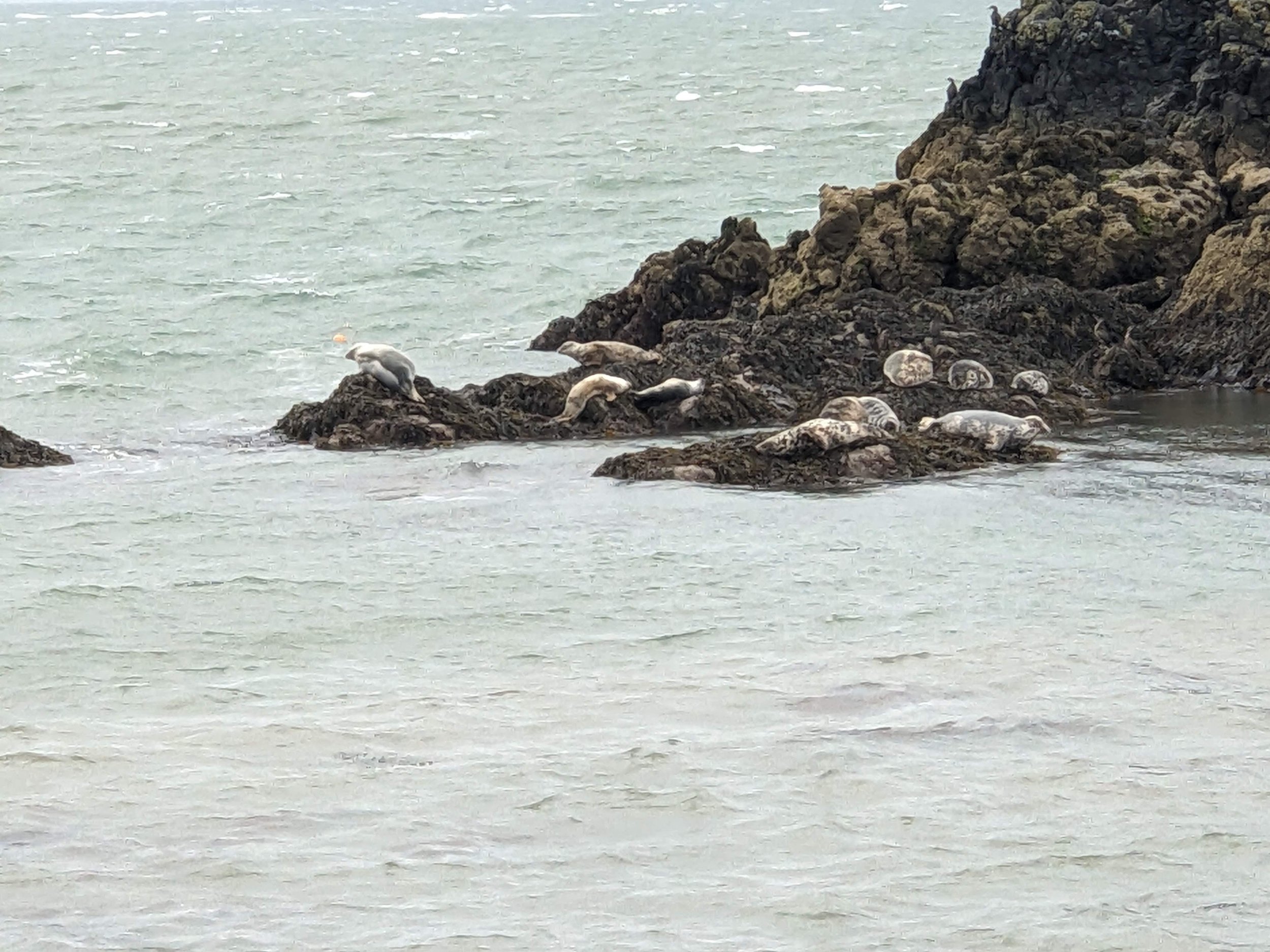 Seals, Ynys Llanddwyn