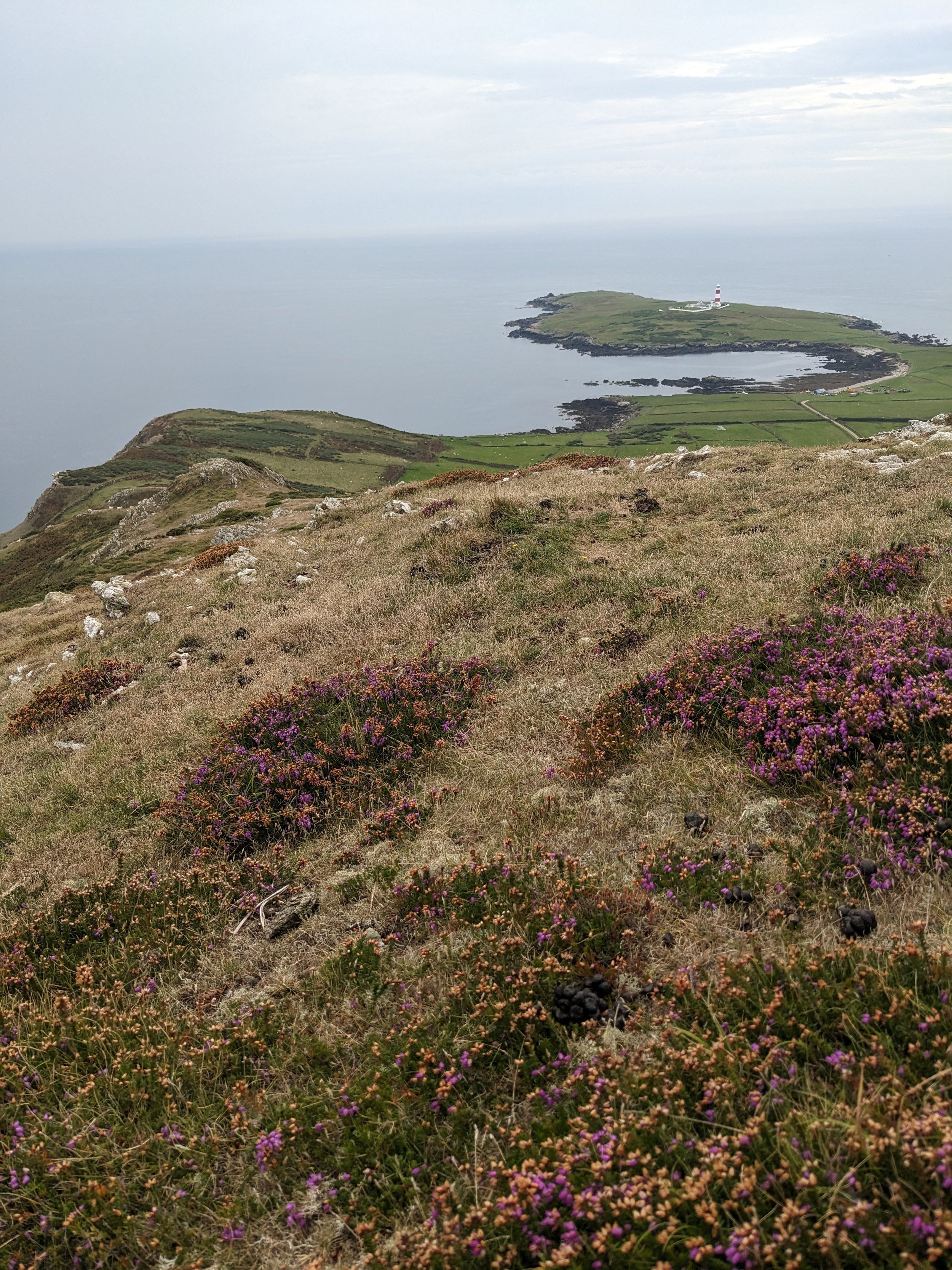 Ynes Enlli (Bardsey Island)