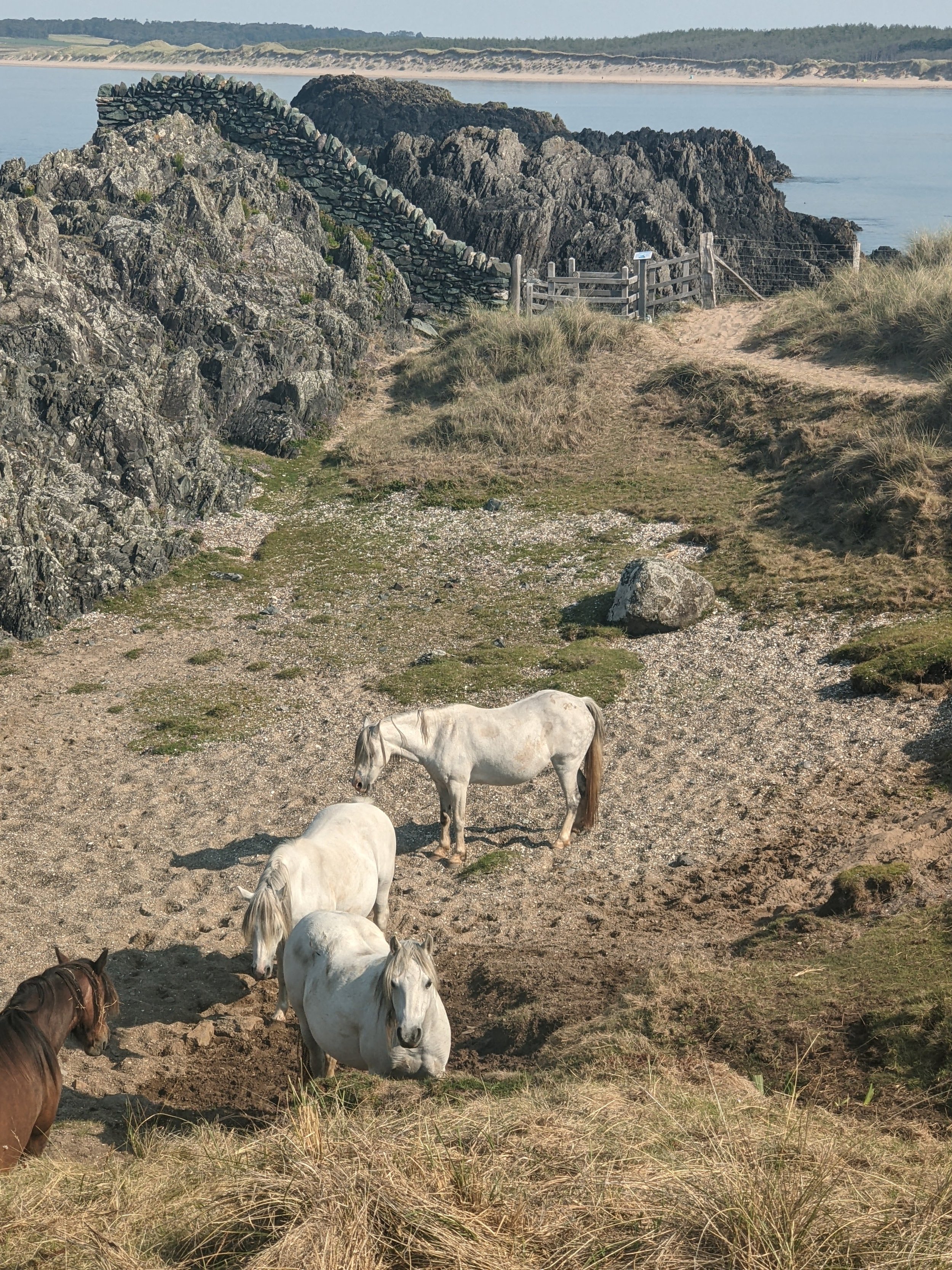 Wild horses, Ynes Mon