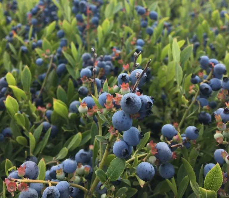 wildblueberries.jpg
