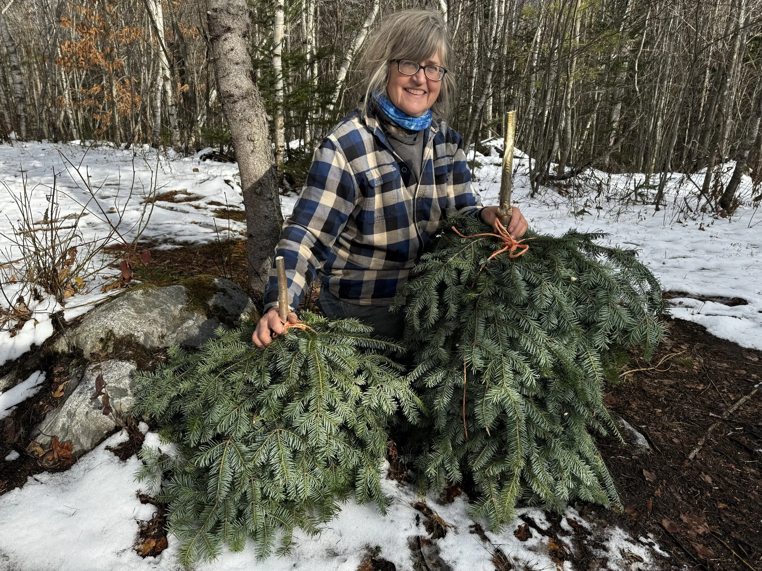 Balsam Fir Tips