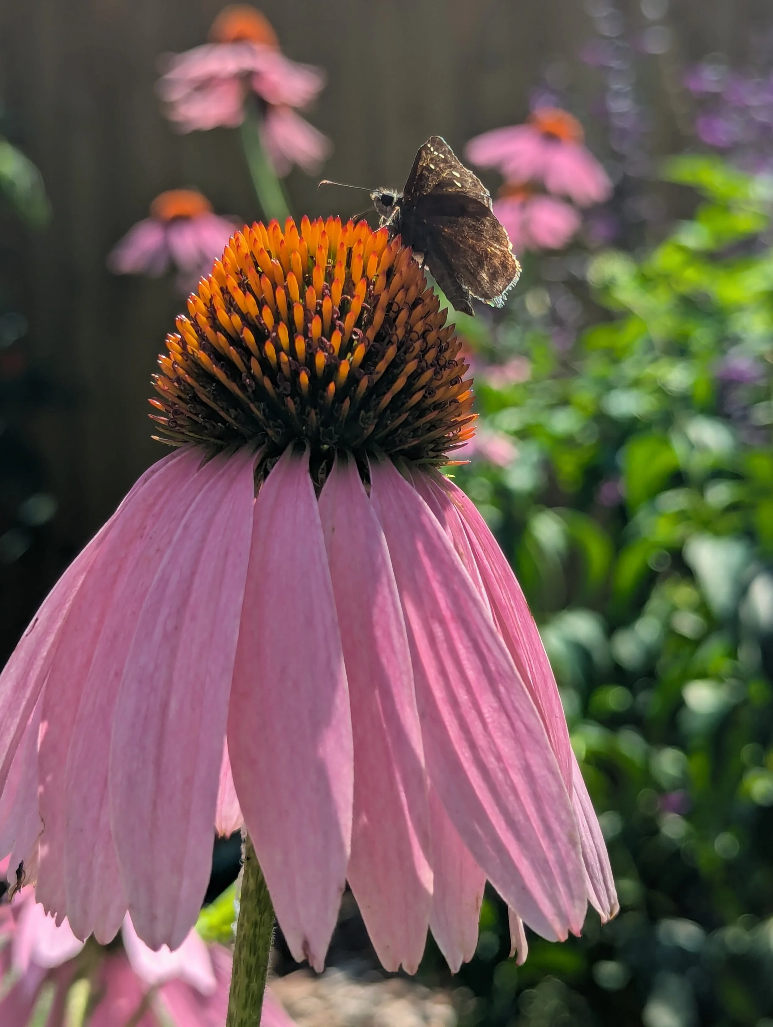 Purple Coneflower