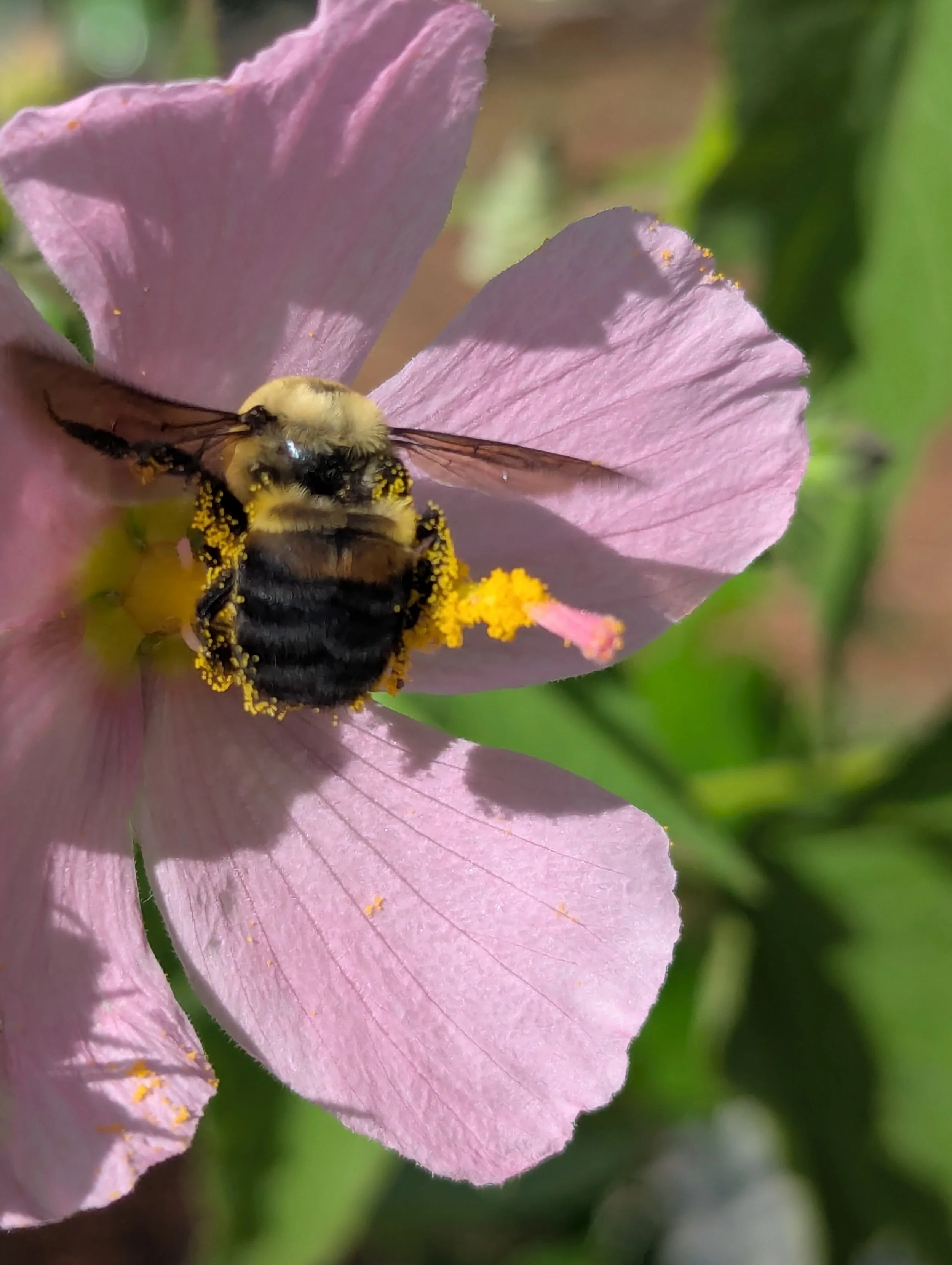 Bumble Bee Pollinating Seashore Mallow