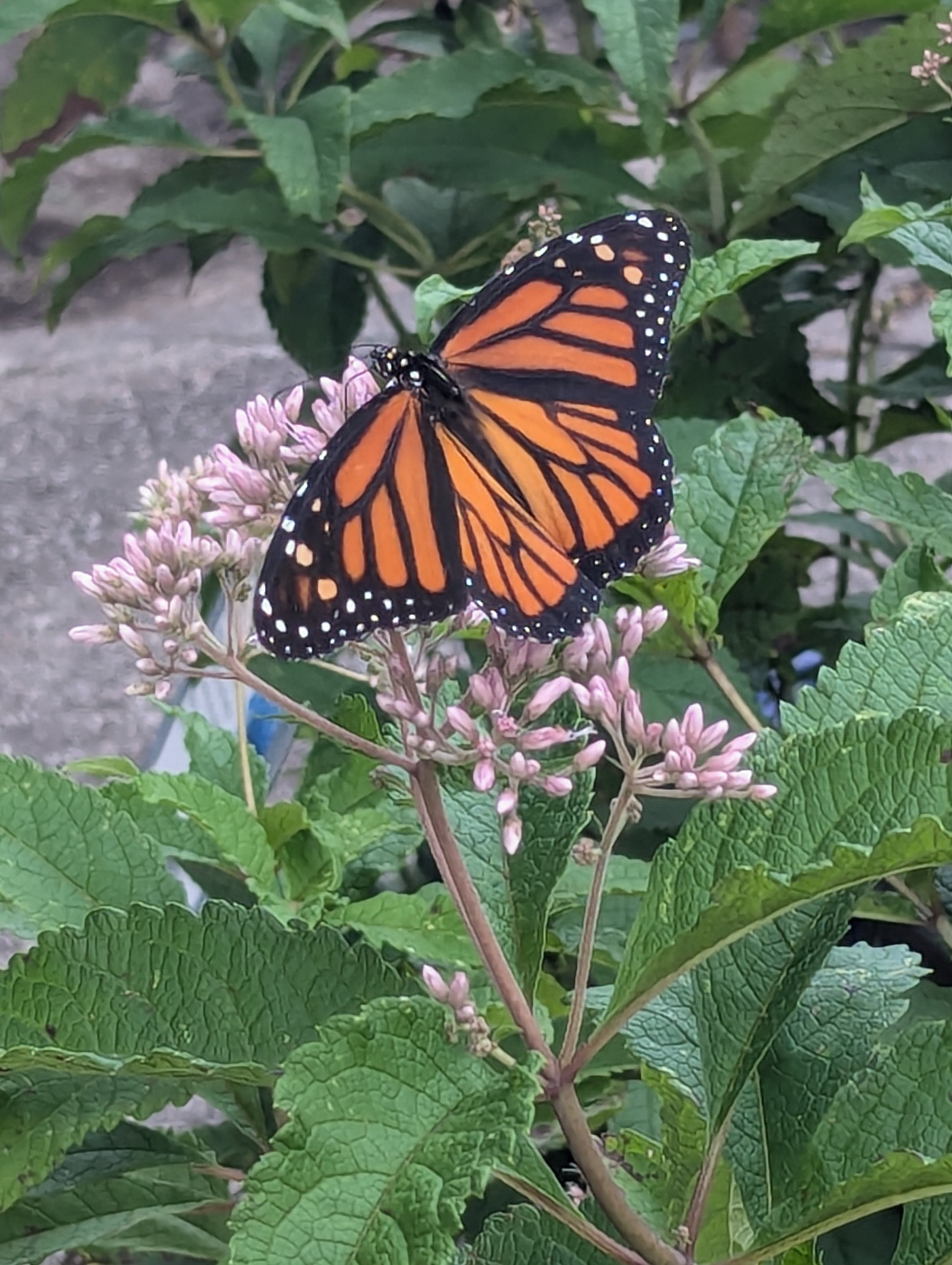 Monarch Butterfly Pollinating Joe Pye Weed