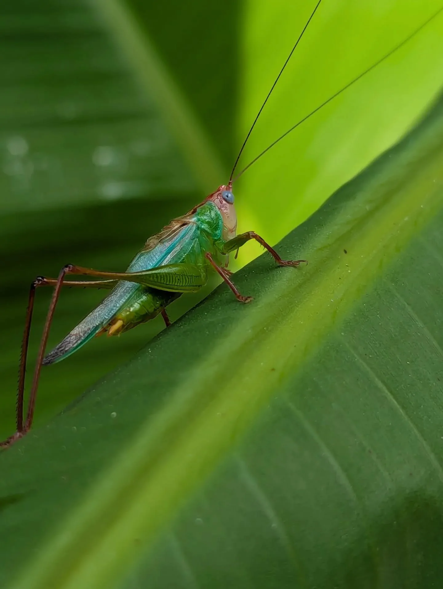 Handsome meadow katydid hanging out in a banana tree. These guys can be pretty elusive and tricky to spot but their colors are stunning! 🤩

#insects #handsomemeadowkatydid #katydid #bananatree #naturalist