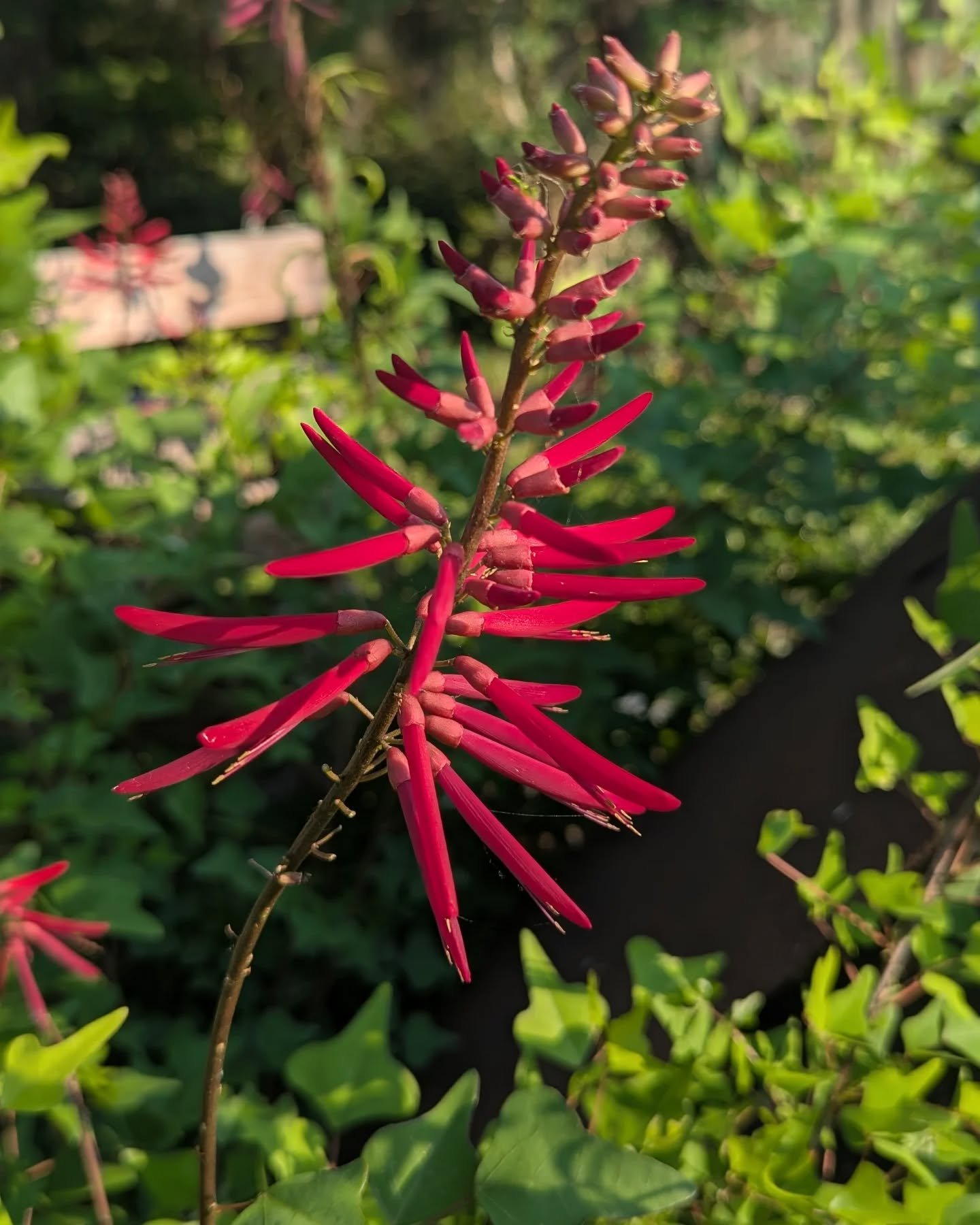 Meet one of my favorite, native spring bloomers: CORAL BEAN! 

If you're looking for something low maintenance &amp; marvelous, look no further! 

You can spot these on the side of the road under the shade of grand oak trees or in the coastal plain g